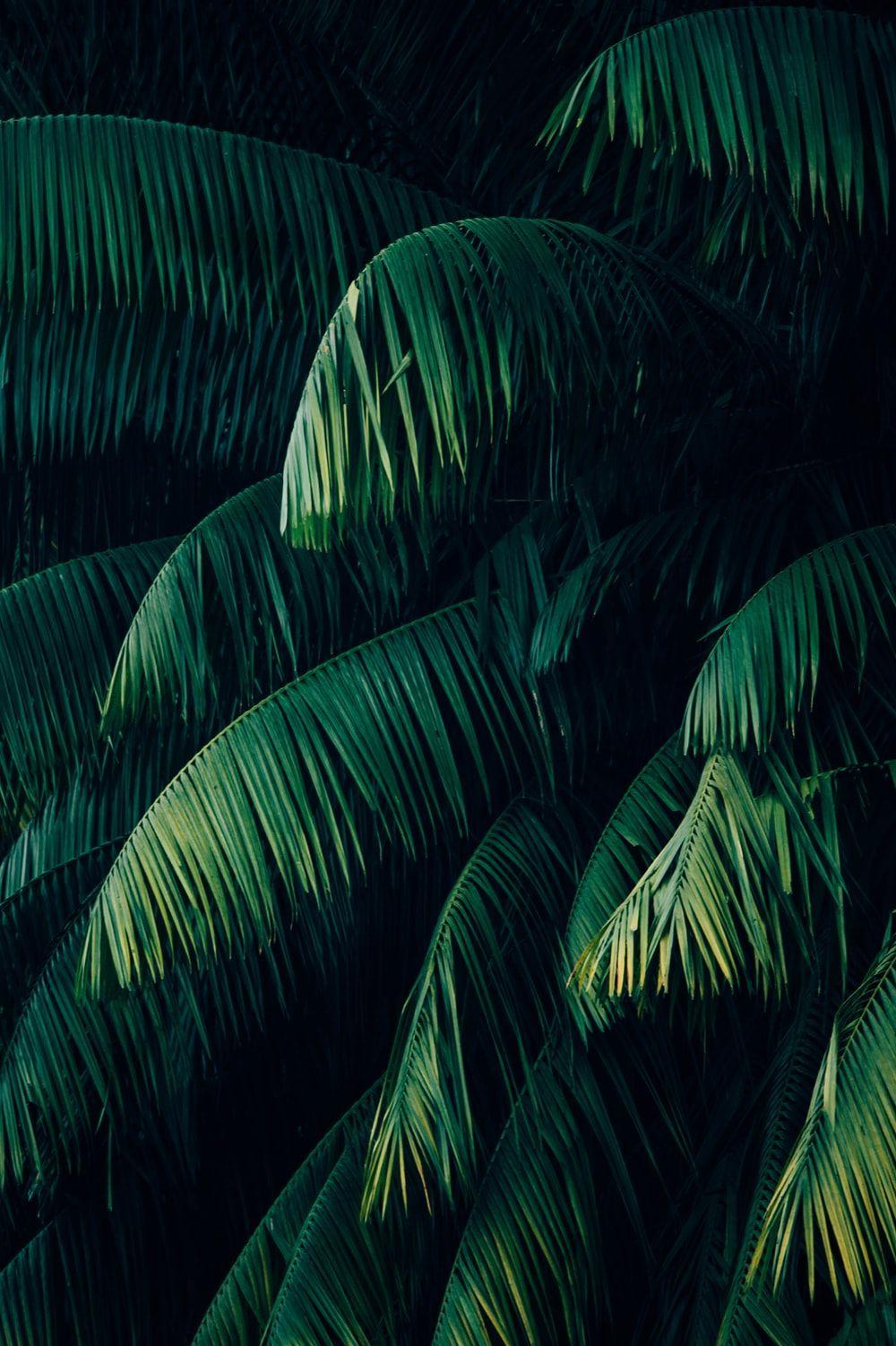 Tropical Leaves Desktop Wallpapers Top Free Tropical Leaves Desktop