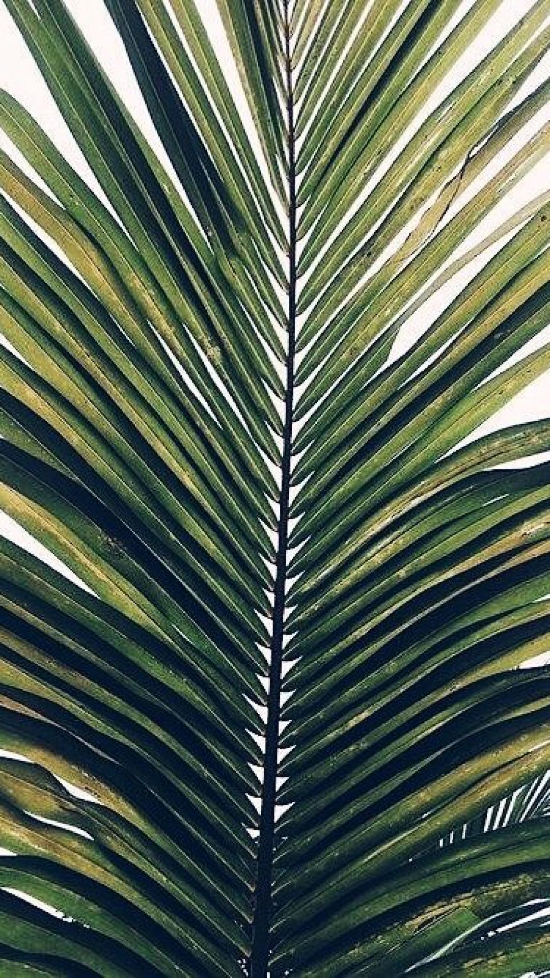 Tropical Leaves iPhone Wallpapers Top Free Tropical Leaves iPhone