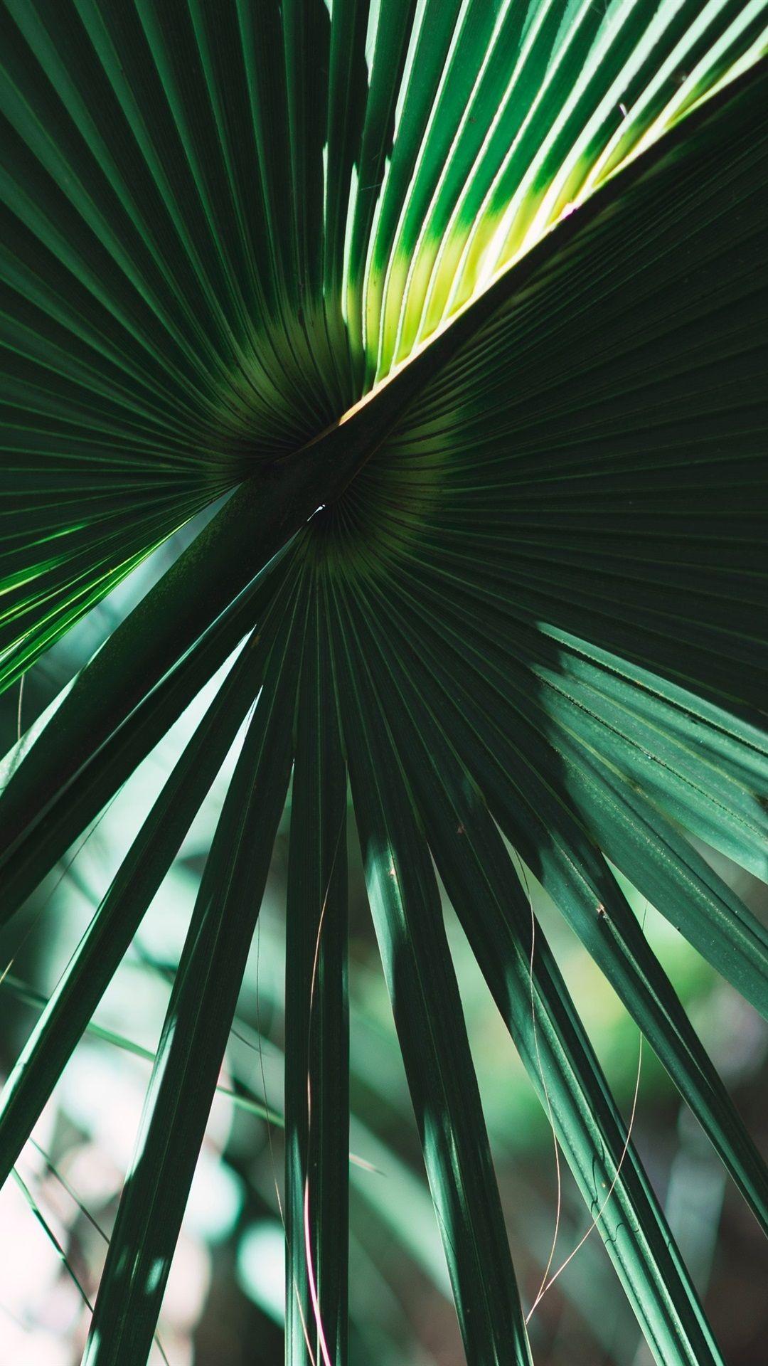 Palm Leaves iPhone Wallpapers Top Free Palm Leaves iPhone Backgrounds