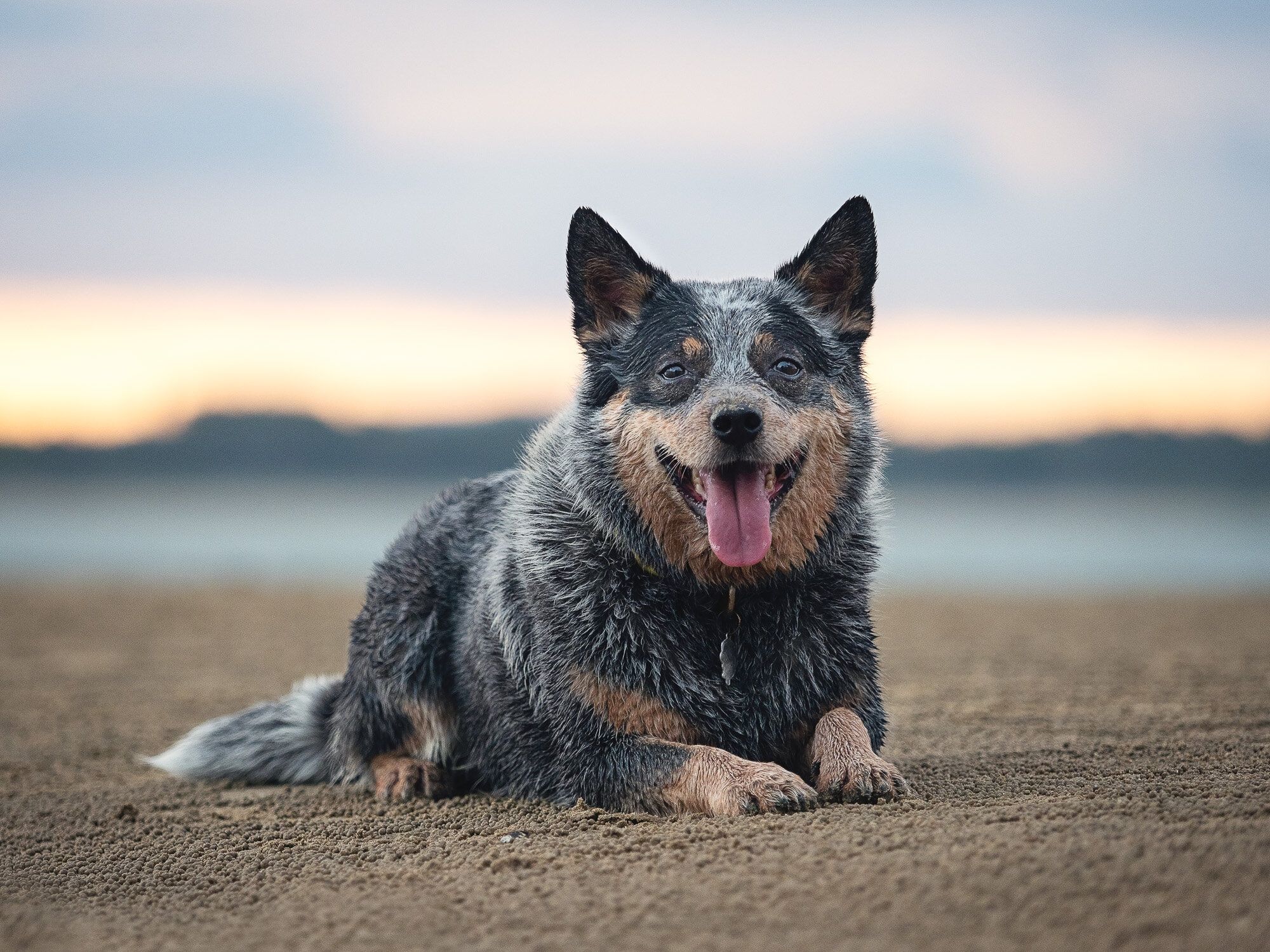 Australian Cattle Dog Wallpapers Top Free Australian Cattle Dog Backgrounds WallpaperAccess