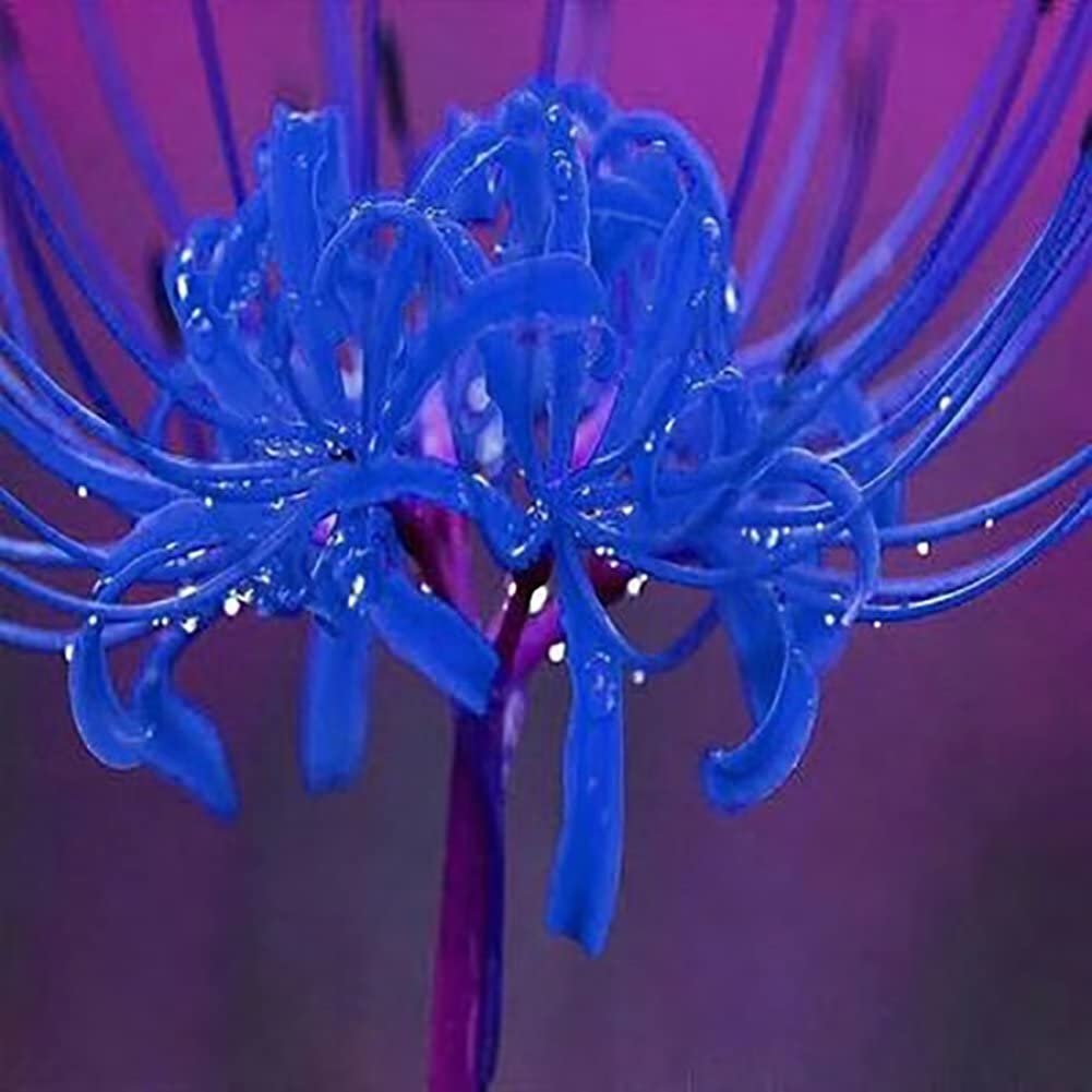 Blue Spider Lily Wallpapers Top Free Blue Spider Lily Backgrounds