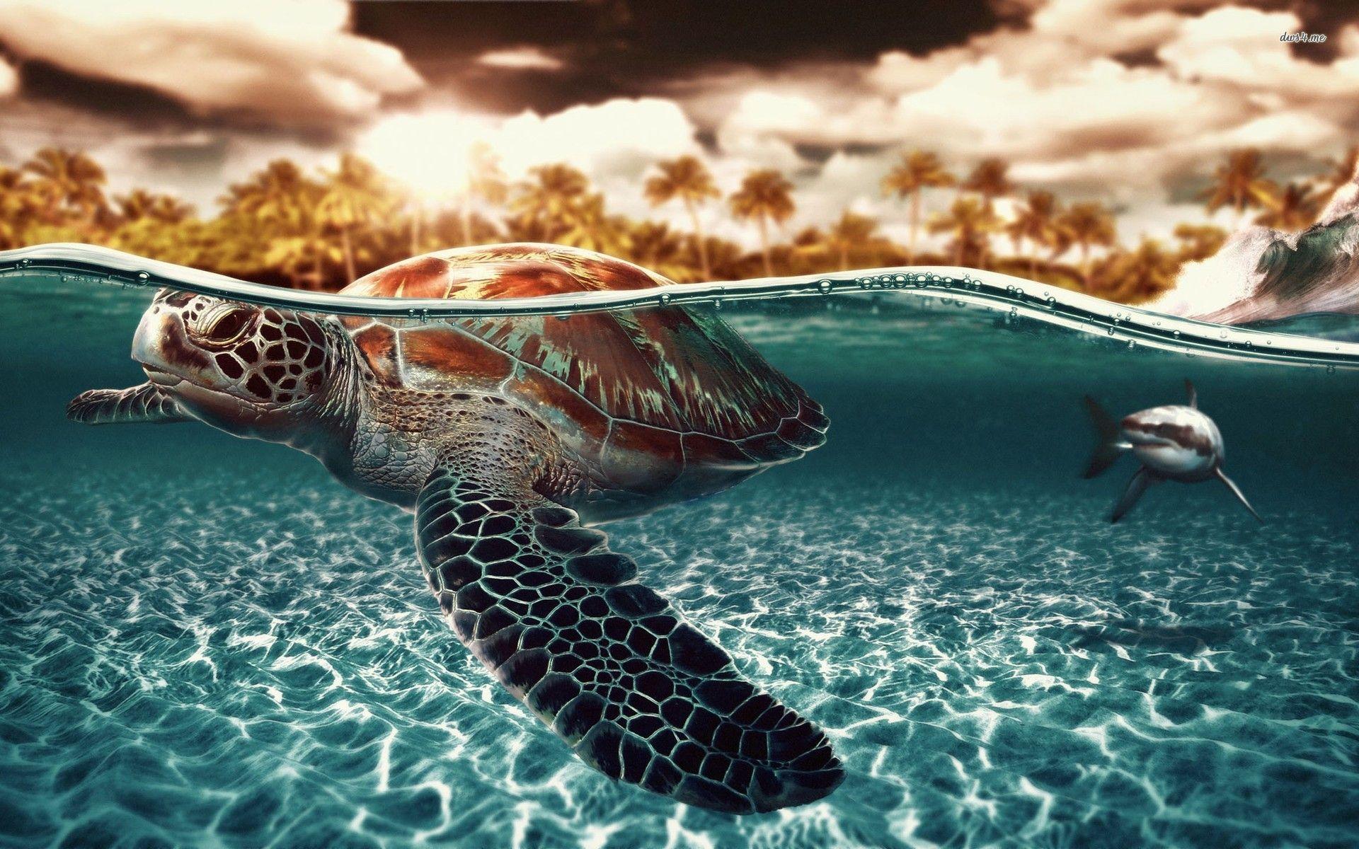 Turtle Wallpapers Top Free Turtle Backgrounds WallpaperAccess