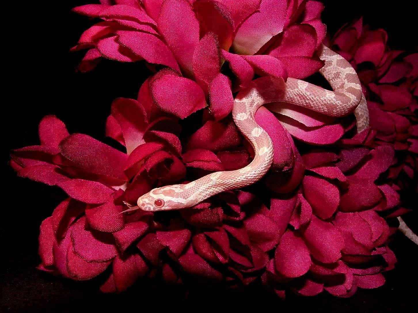 Pink Snake HD Wallpapers Top Free Pink Snake HD Backgrounds