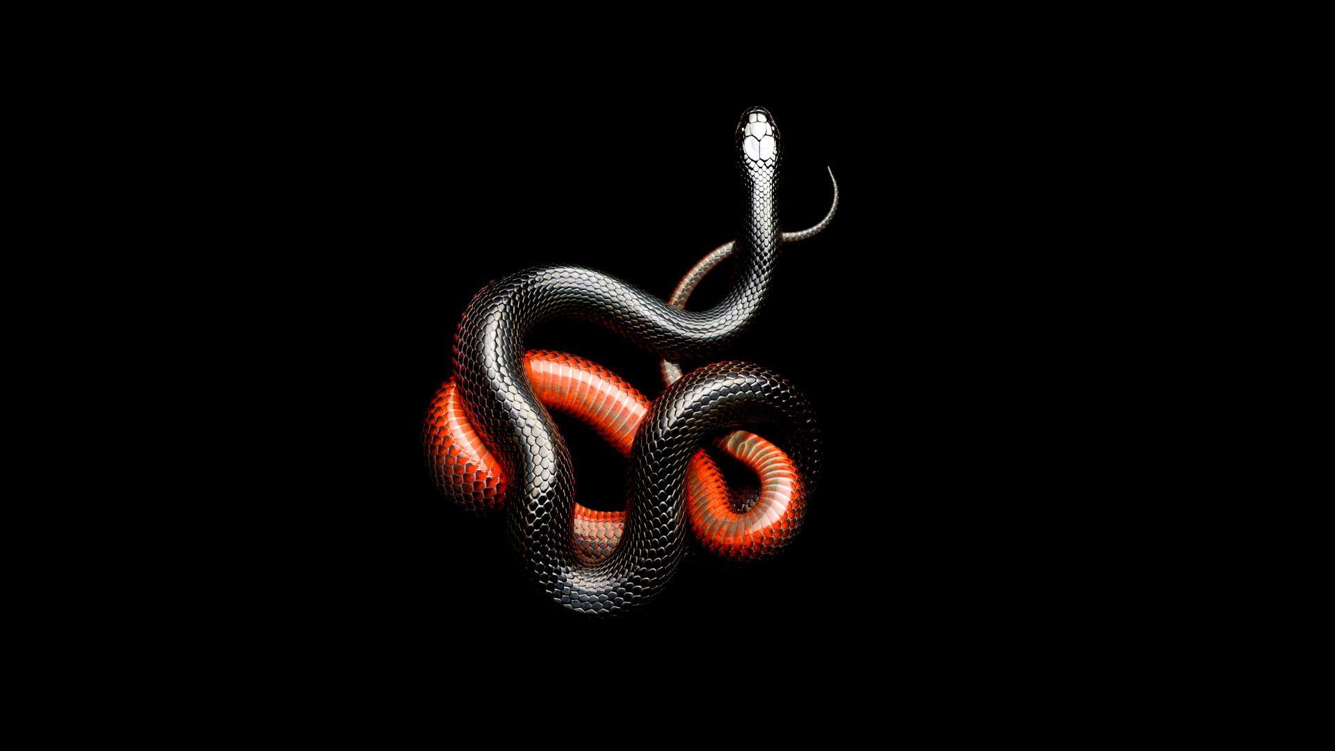 Red Snake Wallpapers Top Free Red Snake Backgrounds WallpaperAccess