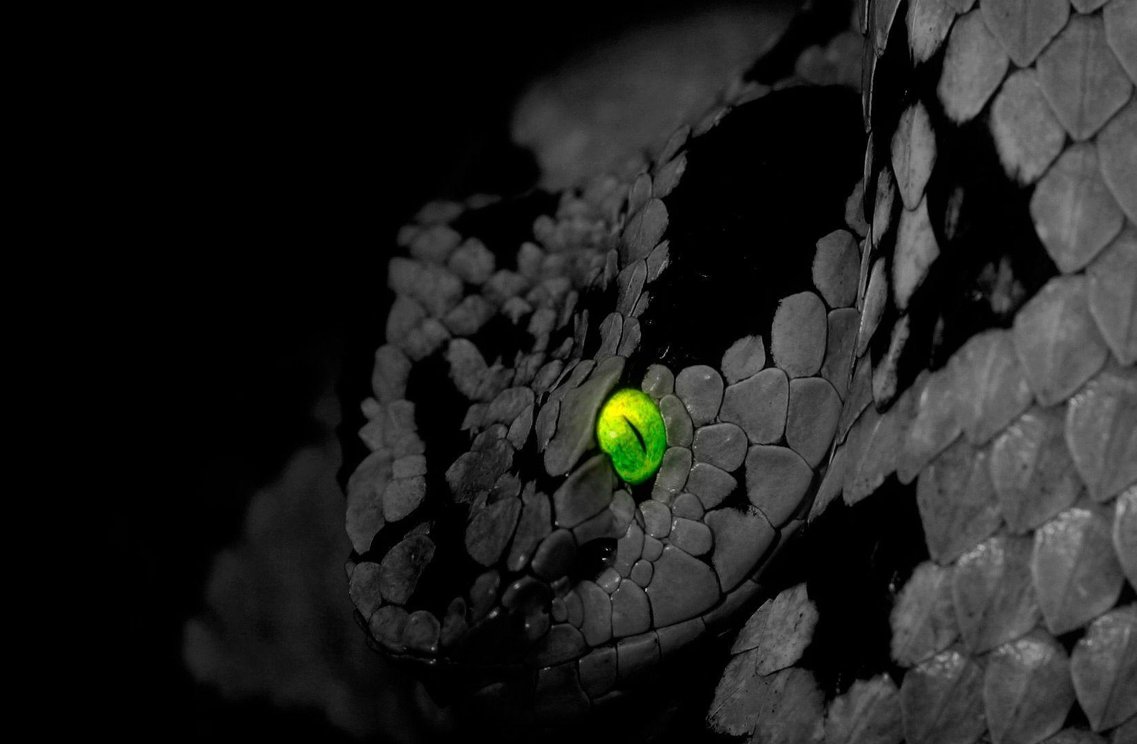 Green and Black Snake Wallpapers Top Free Green and Black Snake