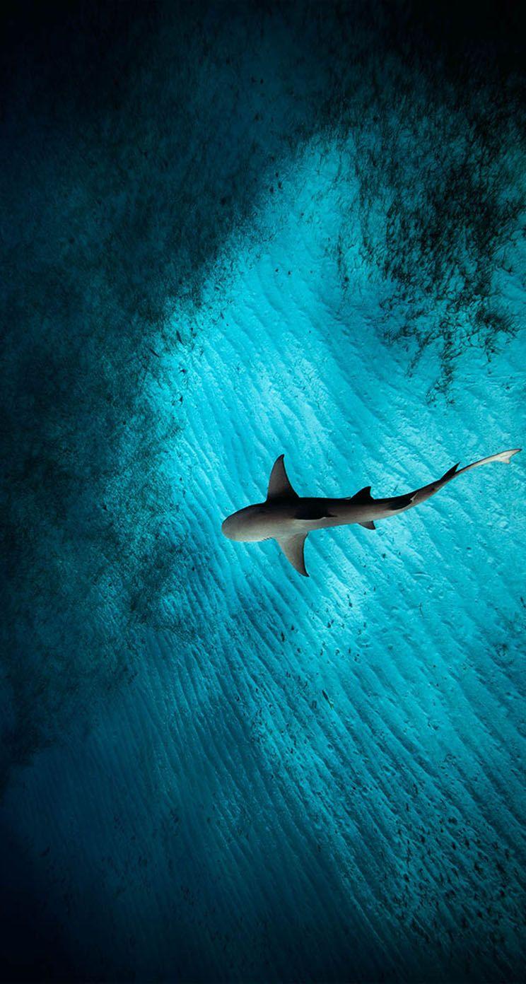 Under the Sea iPhone Wallpapers Top Free Under the Sea iPhone