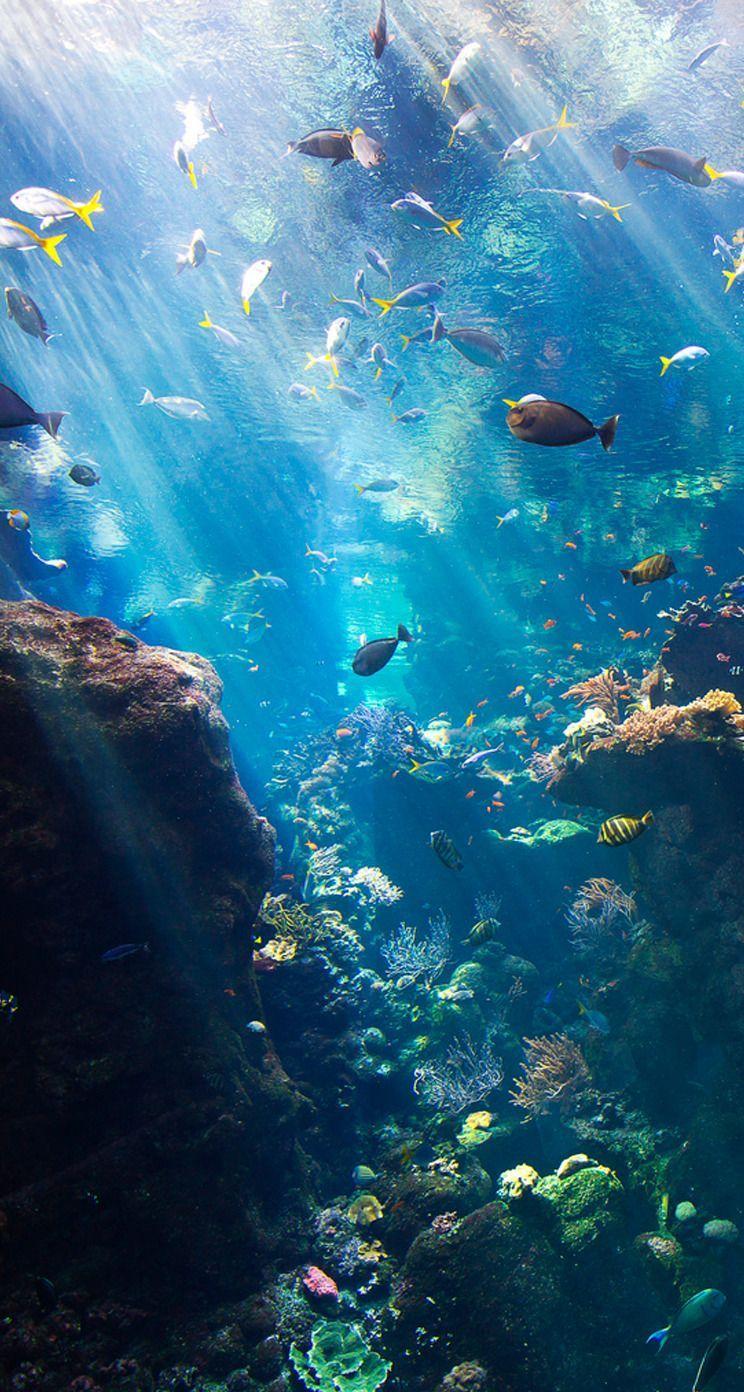 Under the Sea iPhone Wallpapers Top Free Under the Sea iPhone