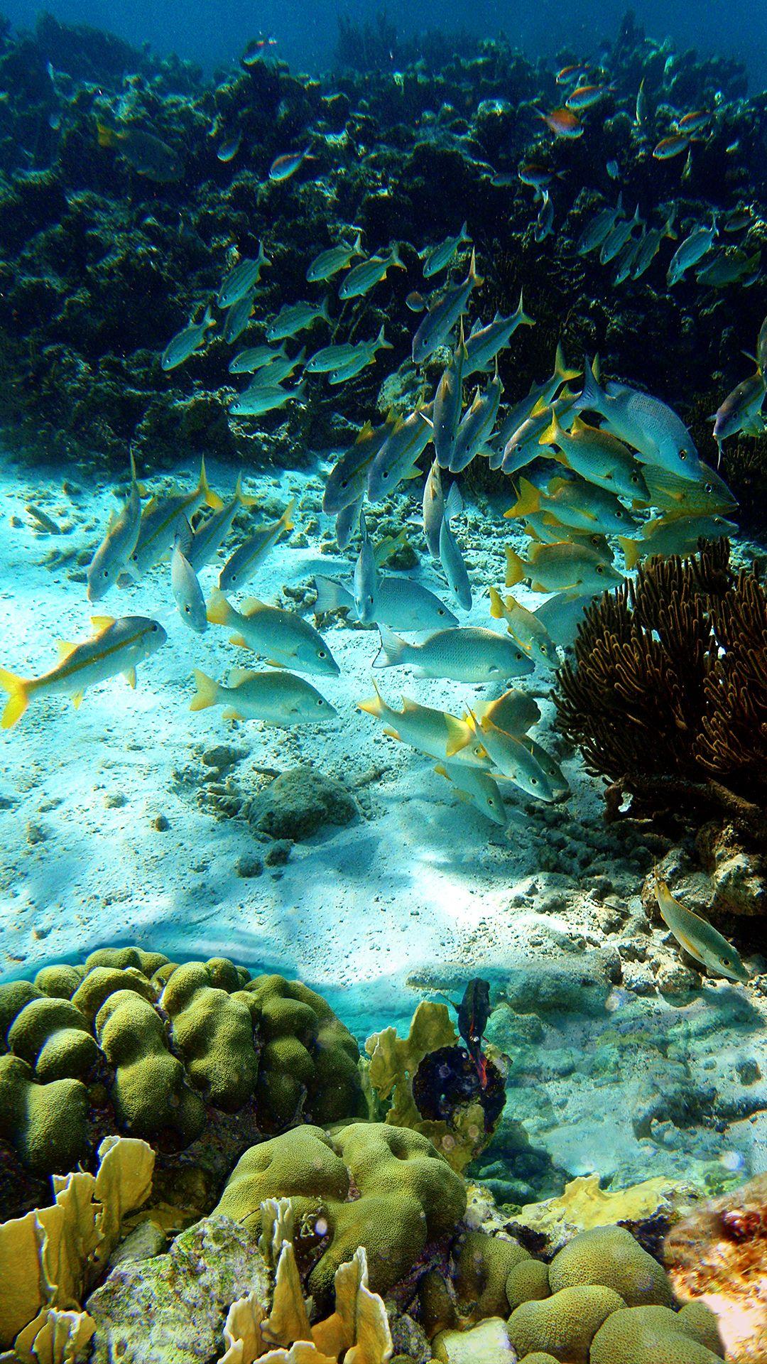 Under the Sea iPhone Wallpapers Top Free Under the Sea iPhone