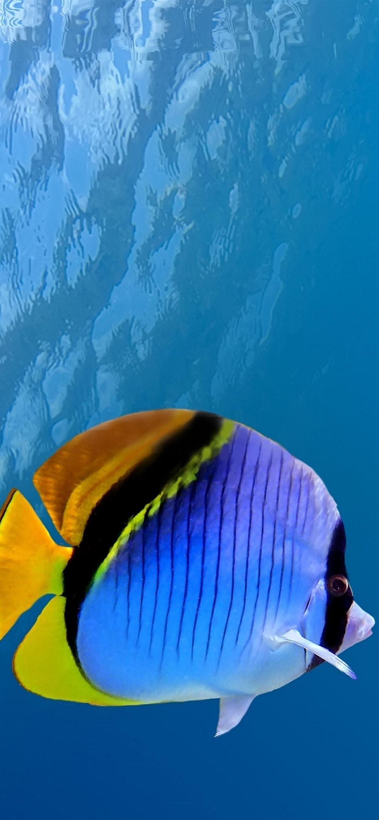 Under the Sea iPhone Wallpapers Top Free Under the Sea iPhone