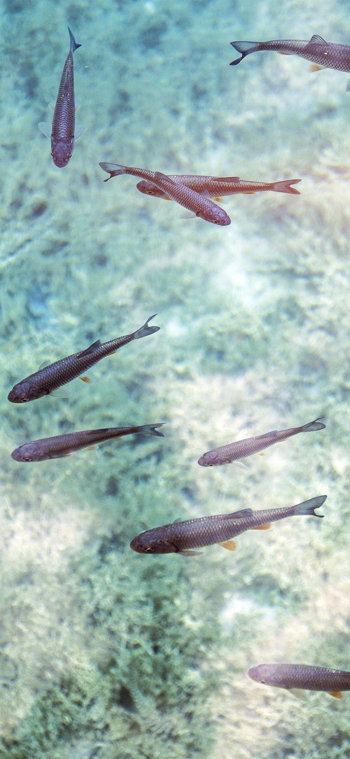 Under the Sea iPhone Wallpapers Top Free Under the Sea iPhone