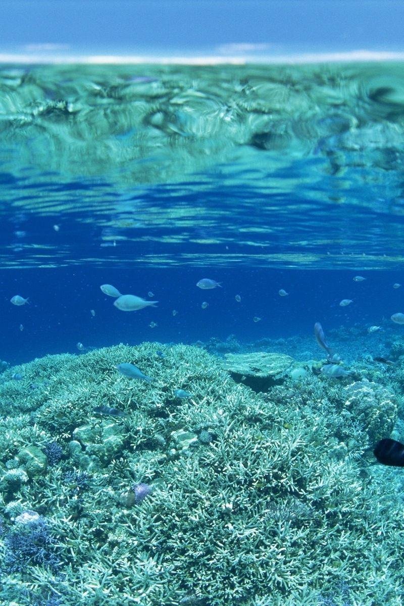 Under the Sea iPhone Wallpapers Top Free Under the Sea iPhone