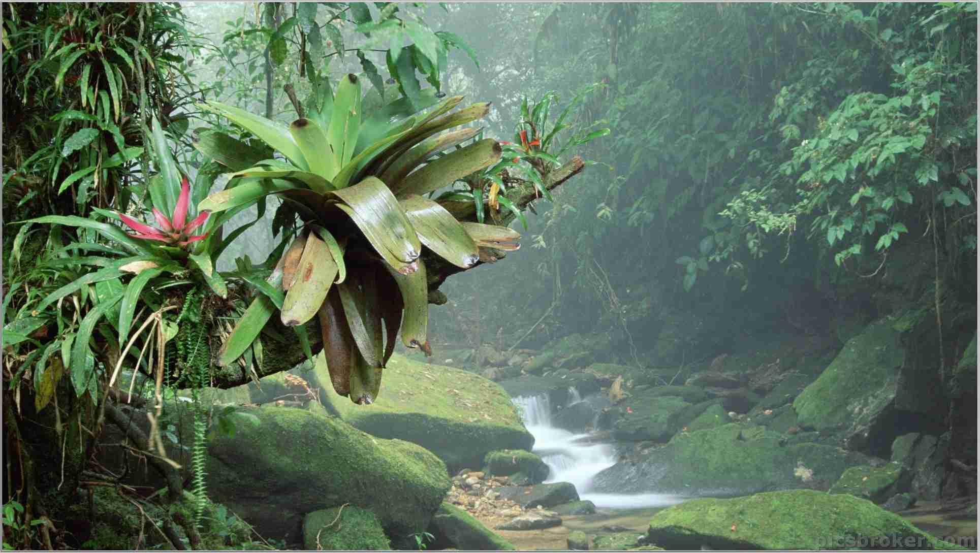 Amazon Jungle Wallpapers Top Free Amazon Jungle Backgrounds