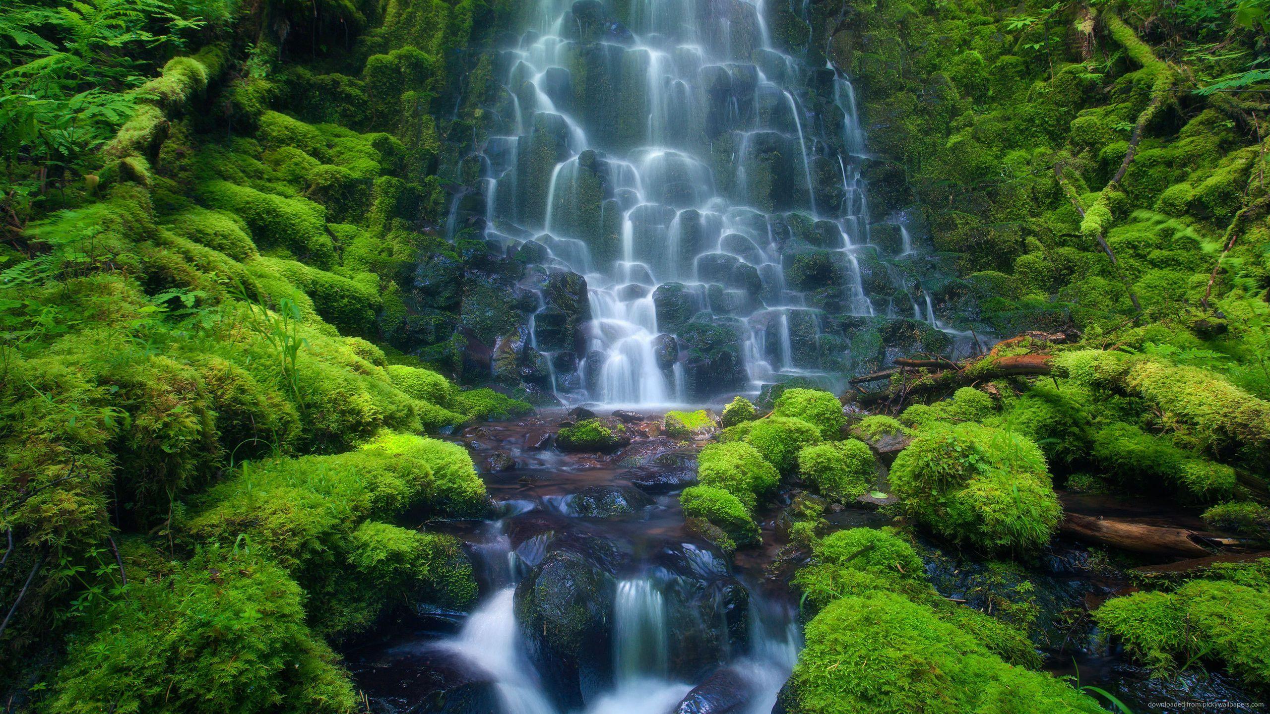 Amazon Jungle Wallpapers Top Free Amazon Jungle Backgrounds