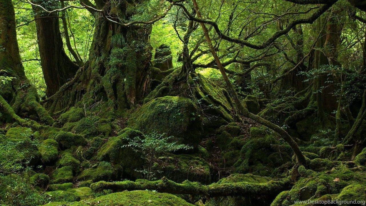 Amazon Jungle Wallpapers Top Free Amazon Jungle Backgrounds