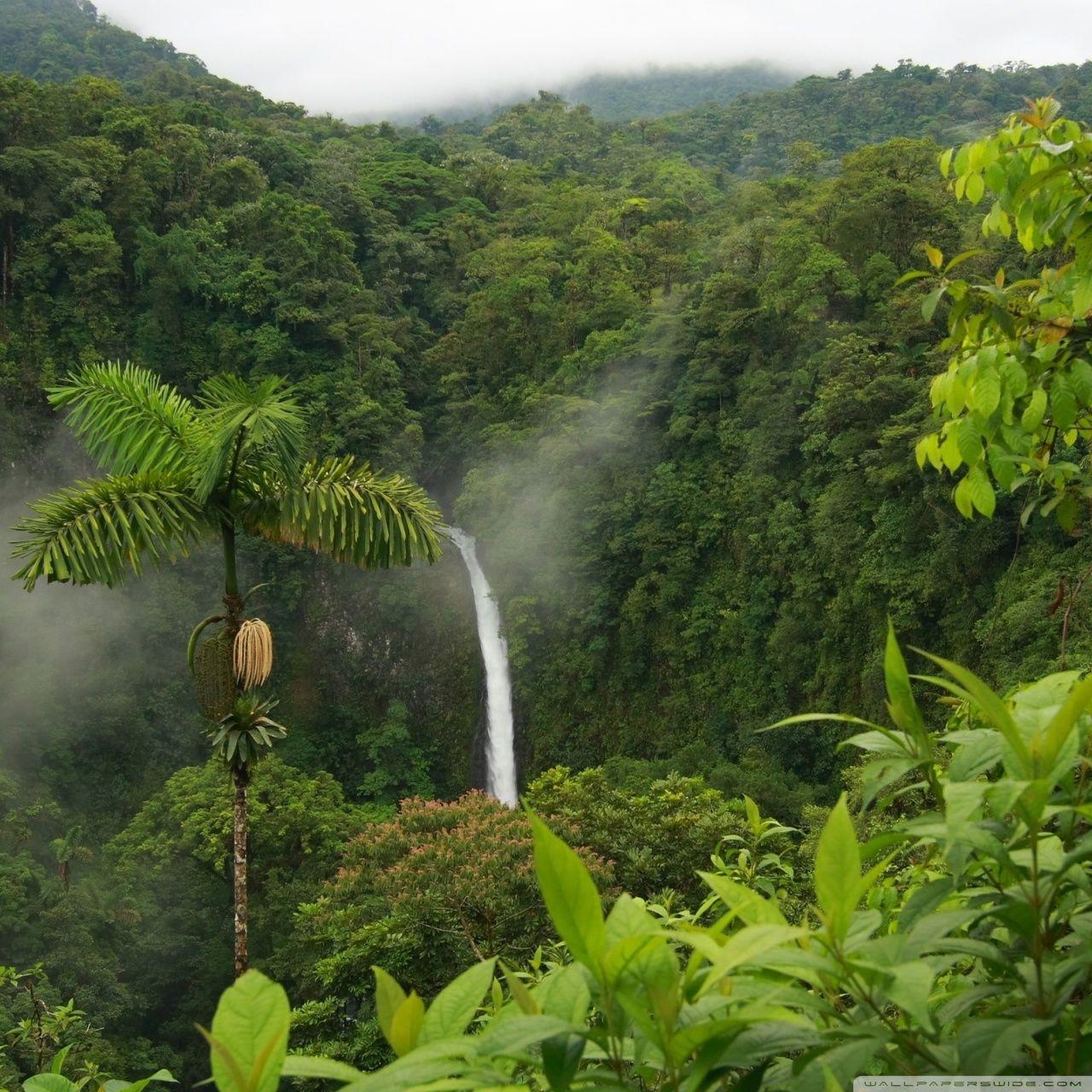 Amazon Jungle Wallpapers Top Free Amazon Jungle Backgrounds