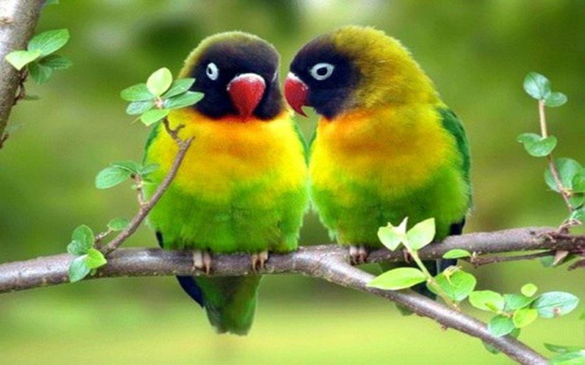 Pink Love Birds Wallpapers Top Free Pink Love Birds Backgrounds