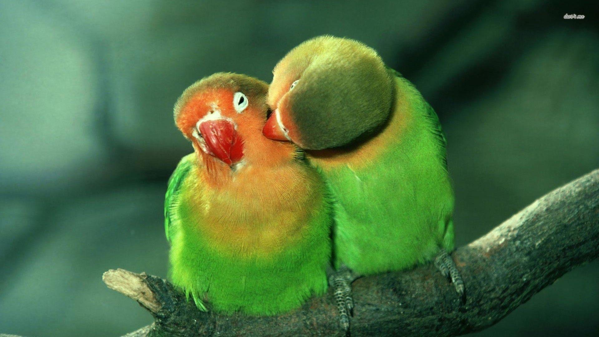 Love Birds Wallpapers Top Free Love Birds Backgrounds WallpaperAccess