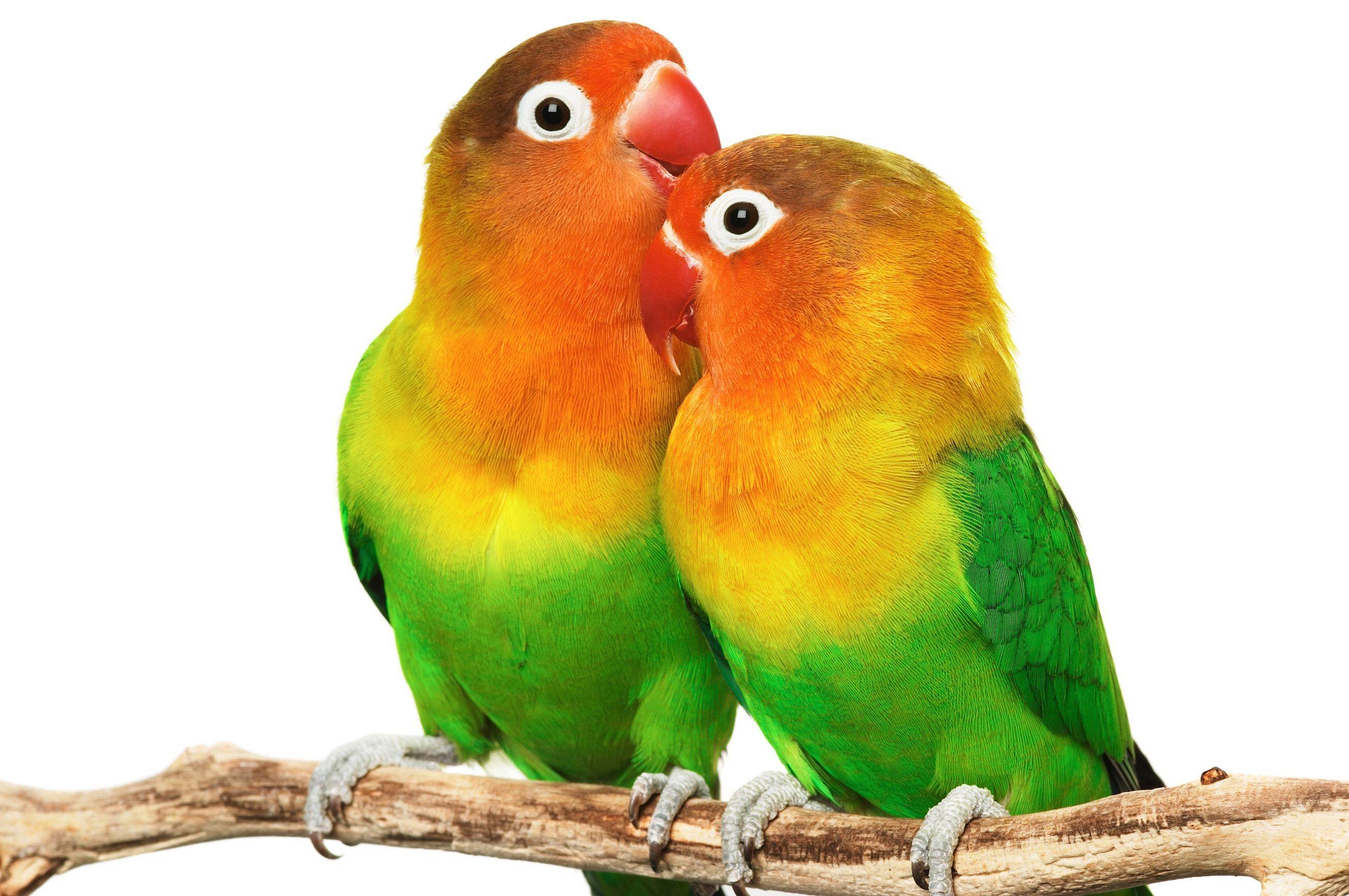 Love Birds Wallpapers Top Free Love Birds Backgrounds WallpaperAccess