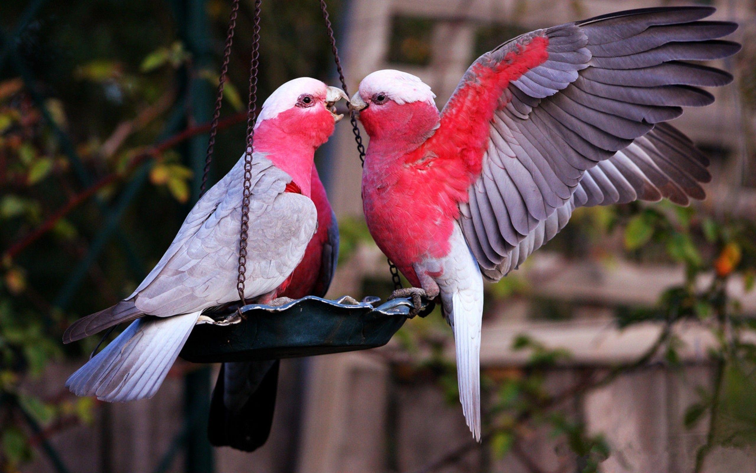 Pink Love Birds Wallpapers Top Free Pink Love Birds Backgrounds