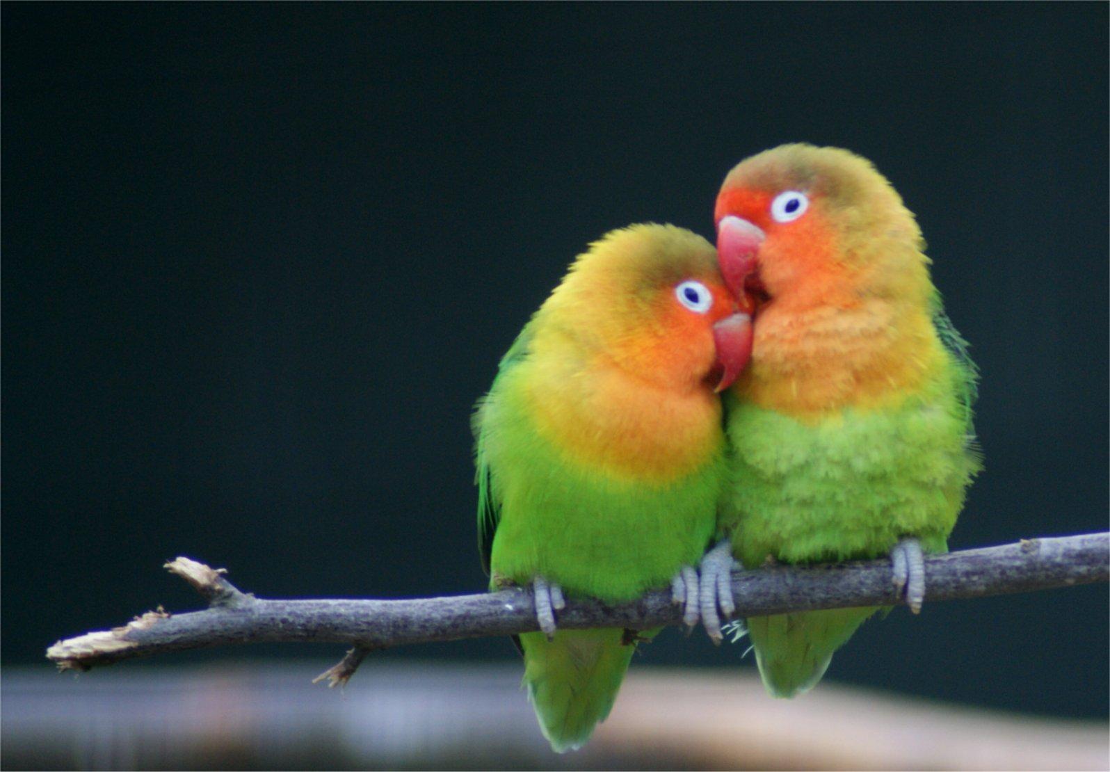 Hd Love Birds Wallpapers 1080p