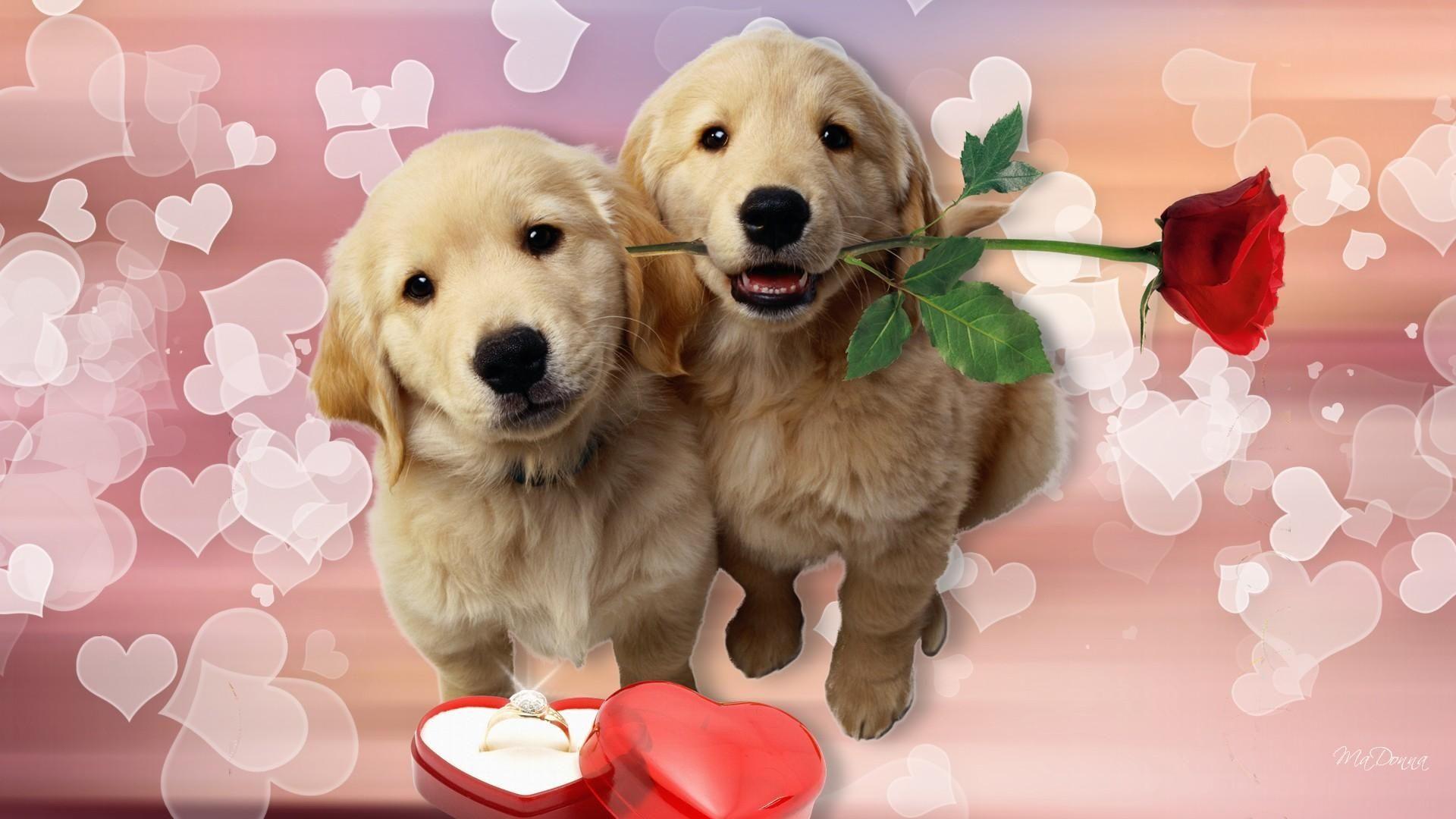 Dog Love Wallpapers Top Free Dog Love Backgrounds WallpaperAccess