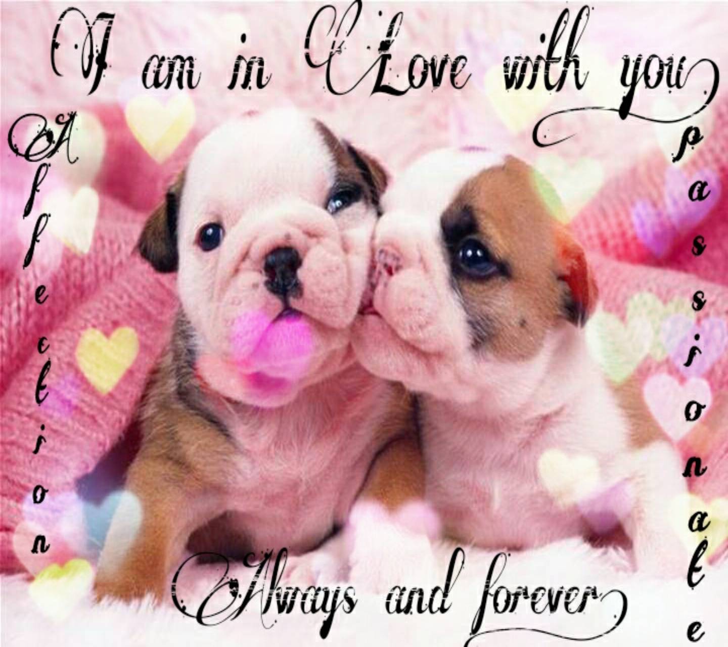 Puppy Love Wallpapers Top Free Puppy Love Backgrounds WallpaperAccess