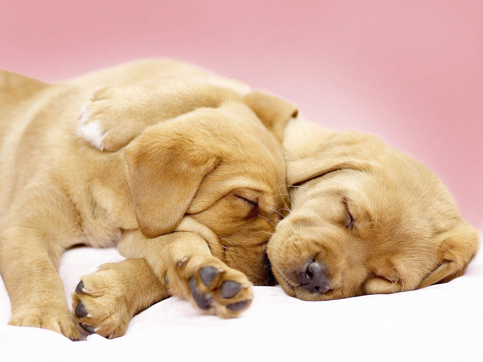 Puppy Love Wallpapers Top Free Puppy Love Backgrounds WallpaperAccess