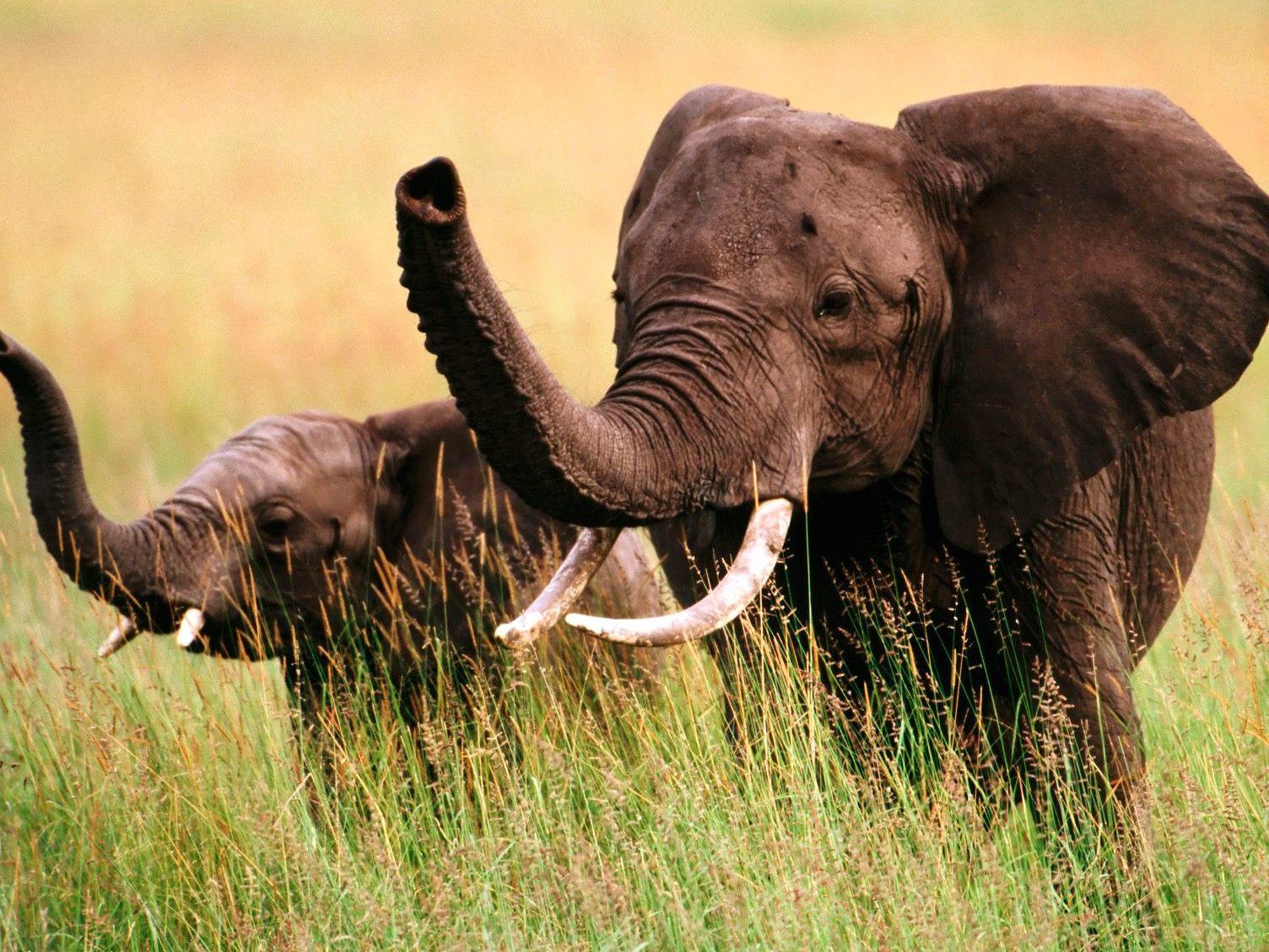 Cool Elephant Wallpapers Top Free Cool Elephant Backgrounds