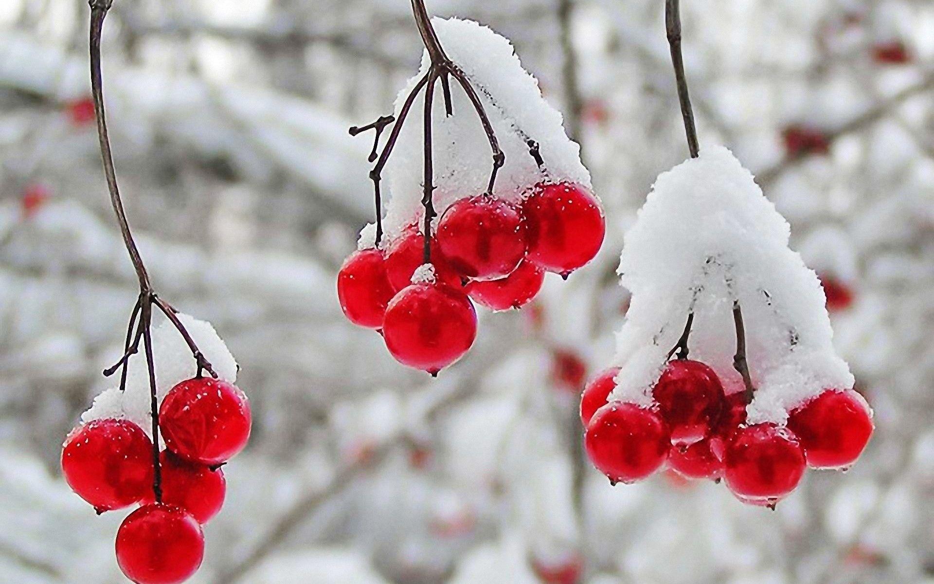 Red Winter Wallpapers Top Free Red Winter Backgrounds WallpaperAccess