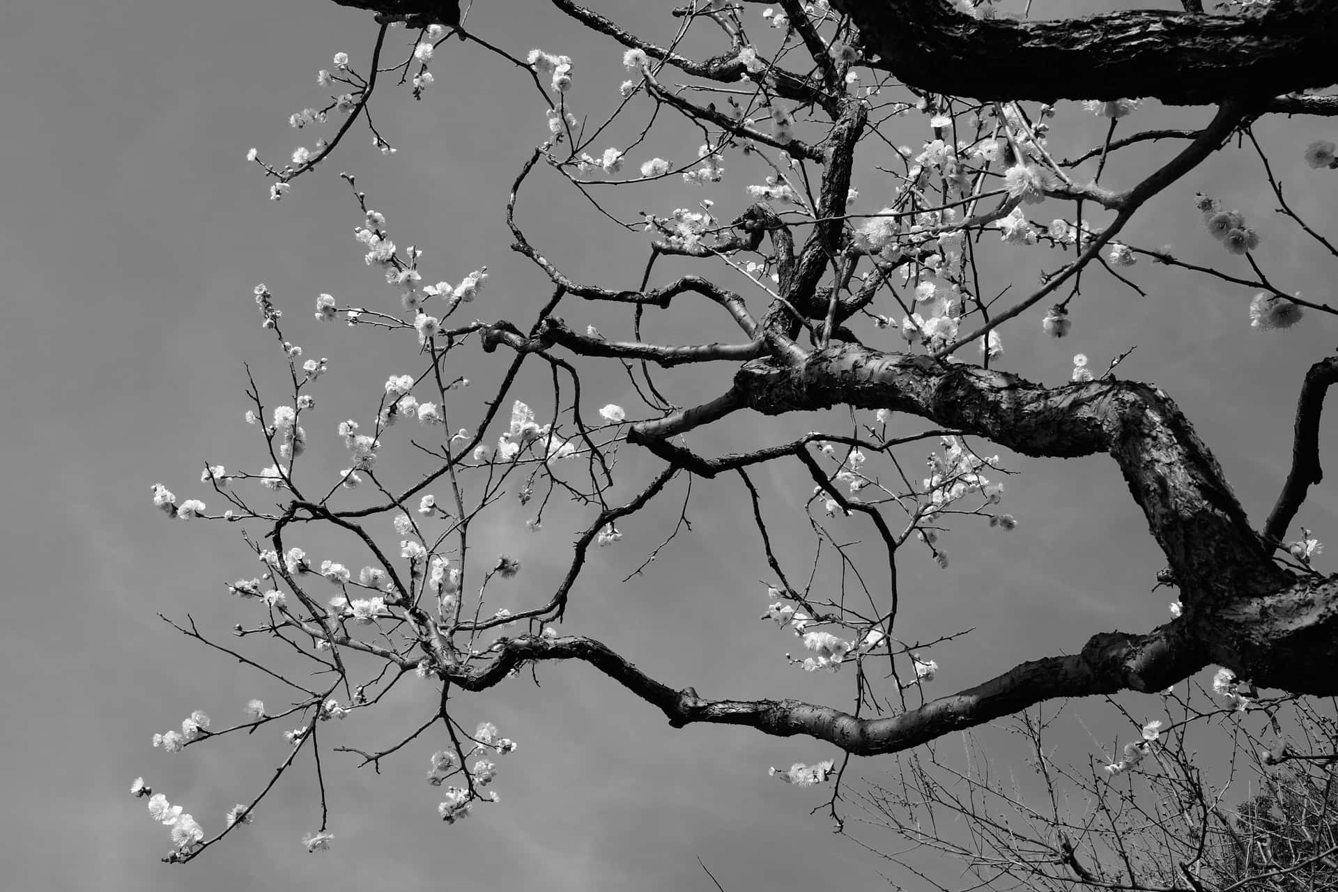 Black and White Sakura Wallpapers Top Free Black and White Sakura
