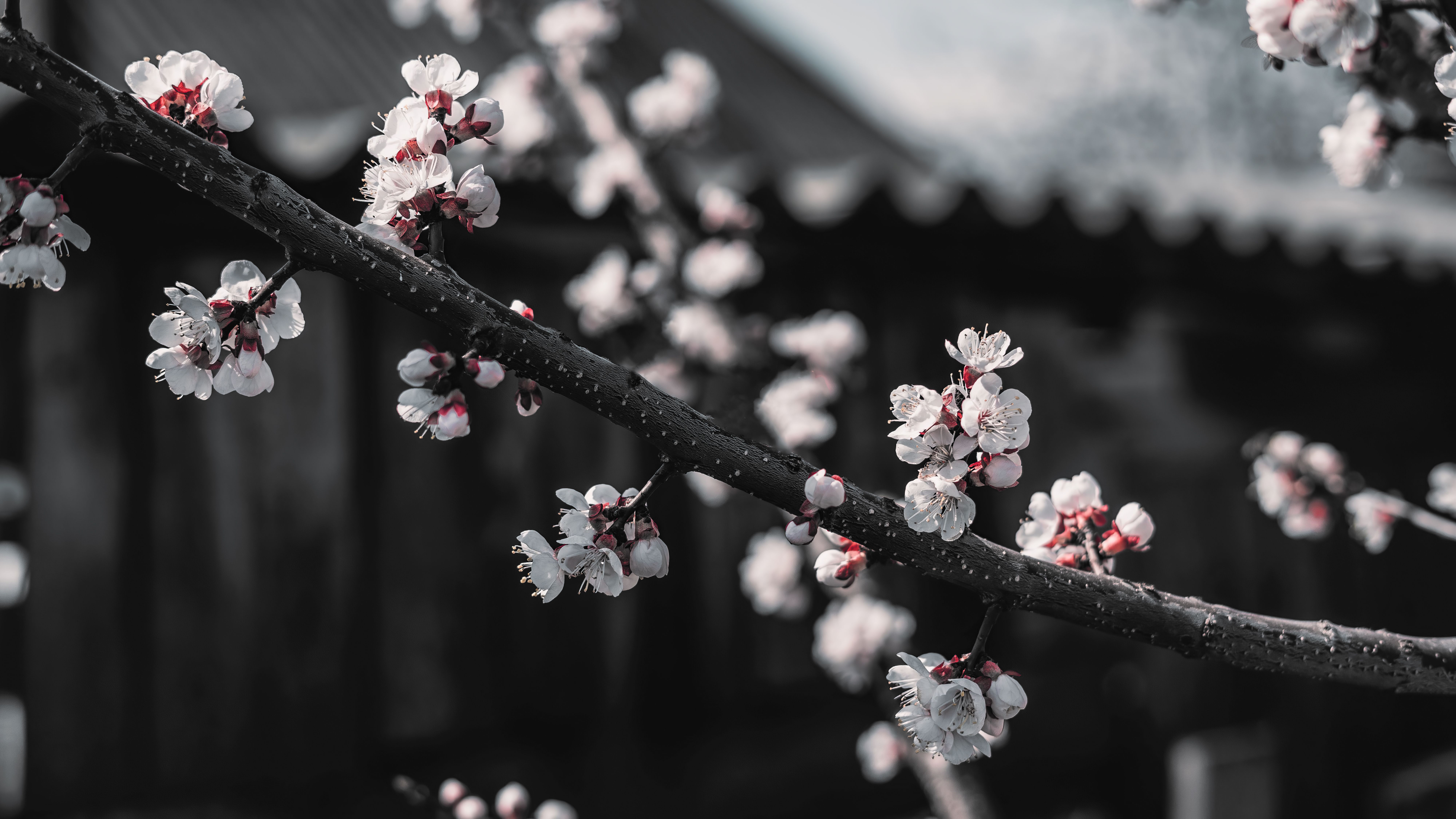 Black and White Sakura Wallpapers Top Free Black and White Sakura