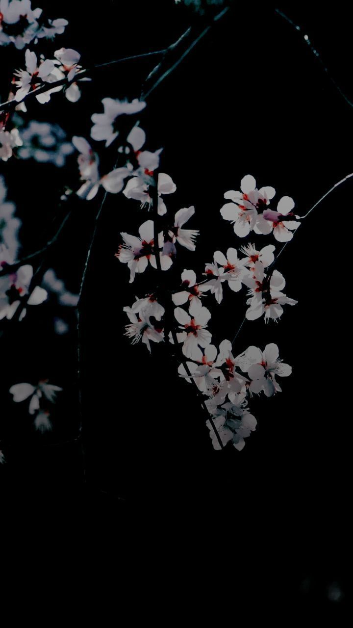 Black and White Sakura Wallpapers Top Free Black and White Sakura