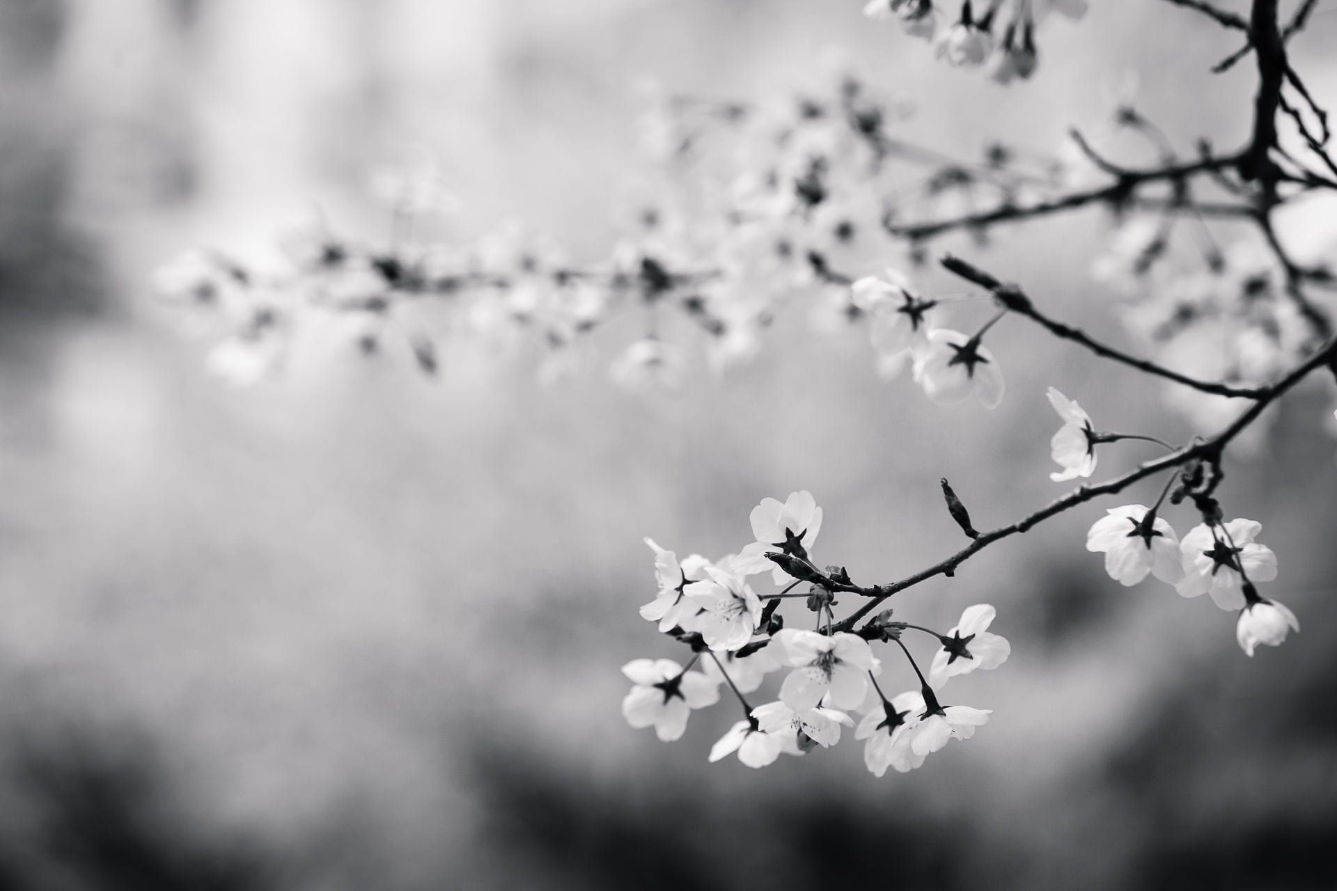 Black and White Sakura Wallpapers Top Free Black and White Sakura