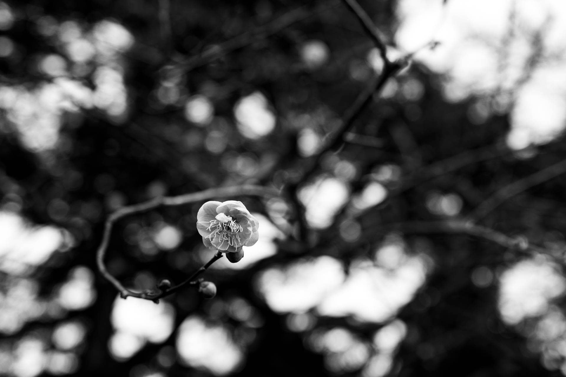Black and White Sakura Wallpapers Top Free Black and White Sakura