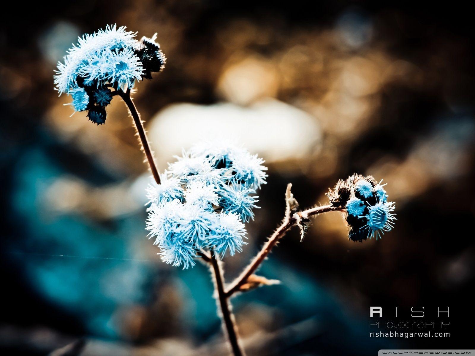 Winter Flower Desktop Wallpapers Top Free Winter Flower Desktop