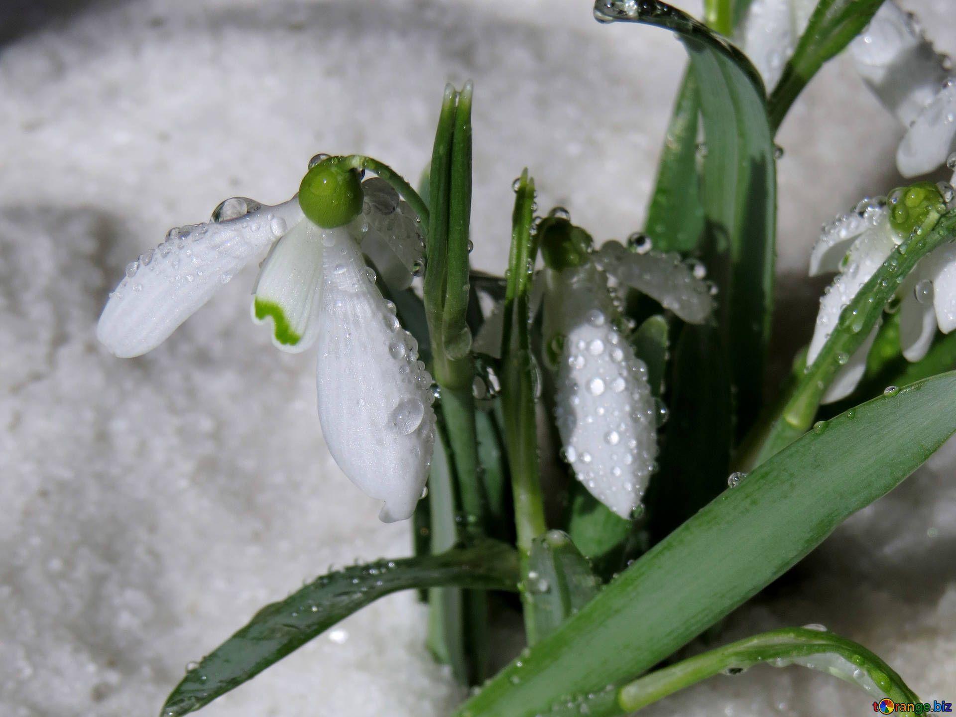 Winter Flower Desktop Wallpapers Top Free Winter Flower Desktop