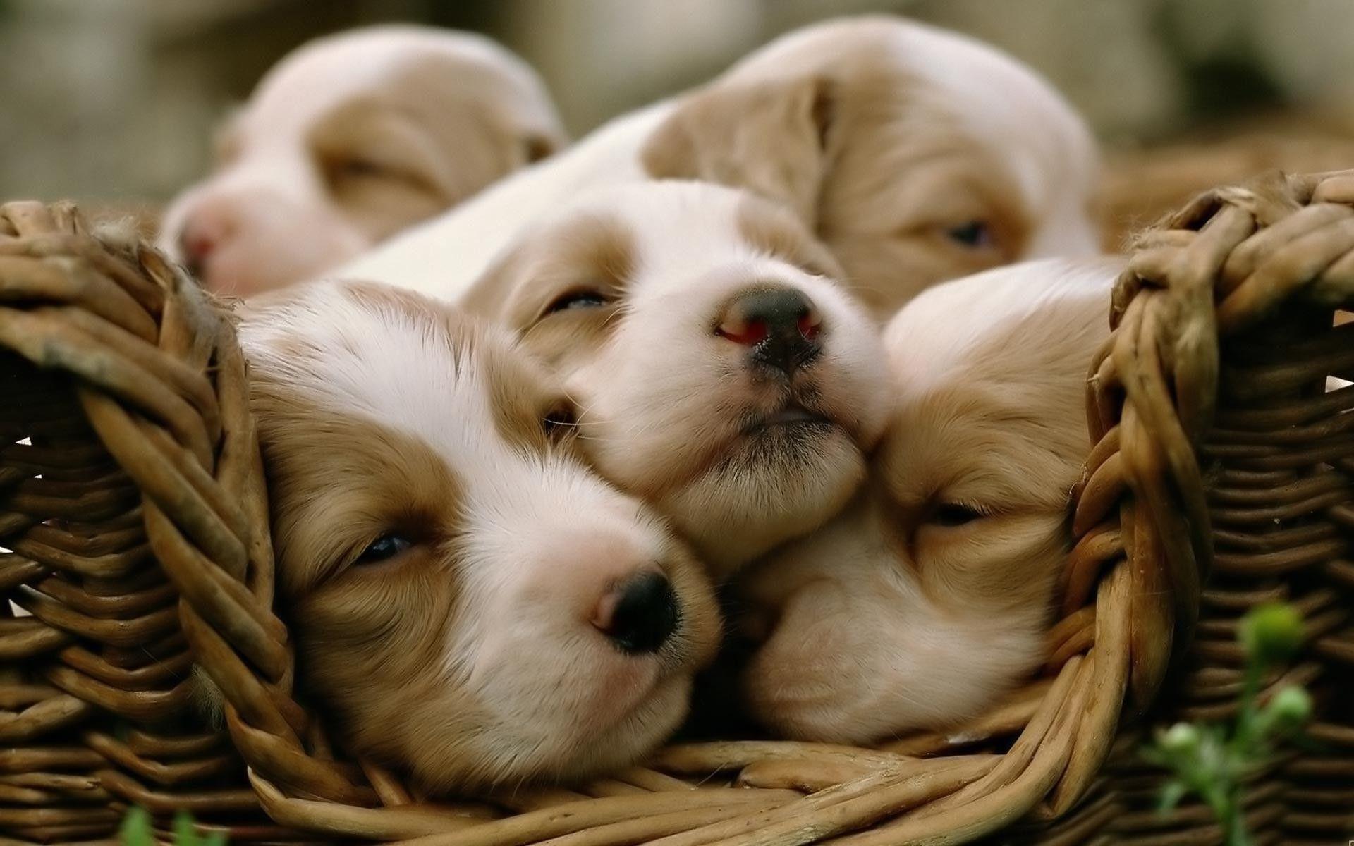 Puppies Desktop Wallpapers - Top Free Puppies Desktop Backgrounds -  Wallpaperaccess