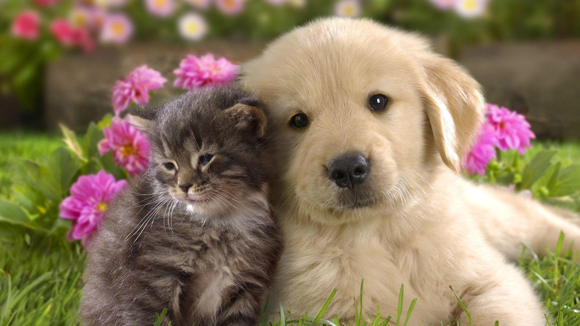 Puppies Desktop Wallpapers Top Free Puppies Desktop Backgrounds