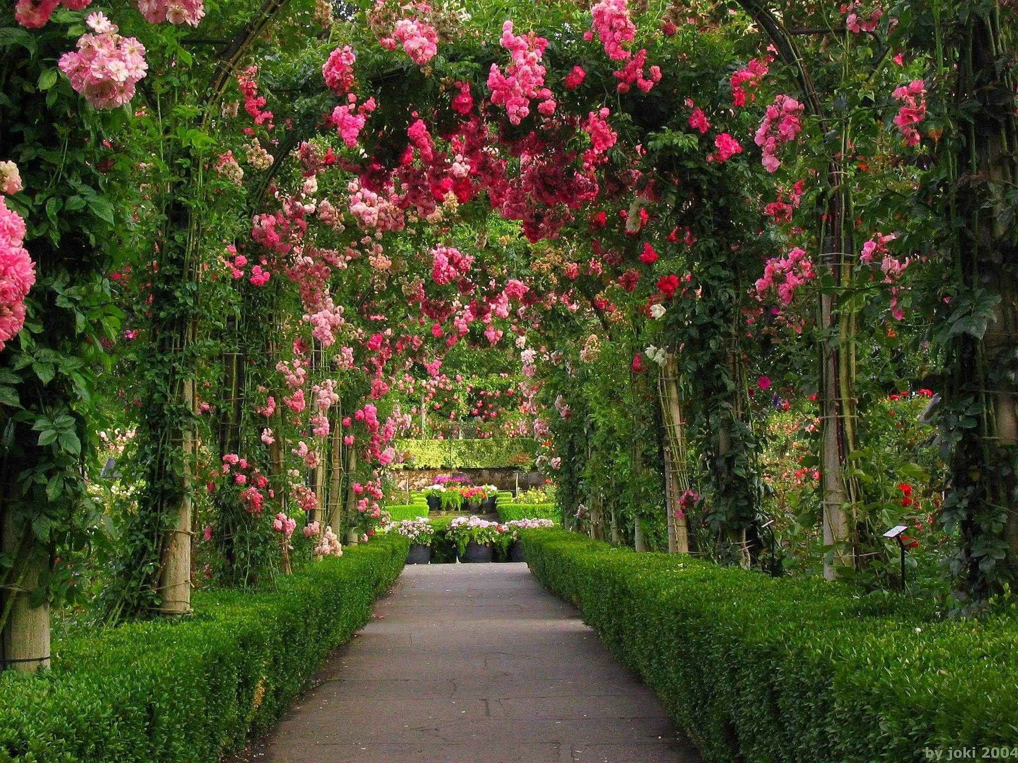 Rose Garden Desktop Wallpapers Top Free Rose Garden Desktop