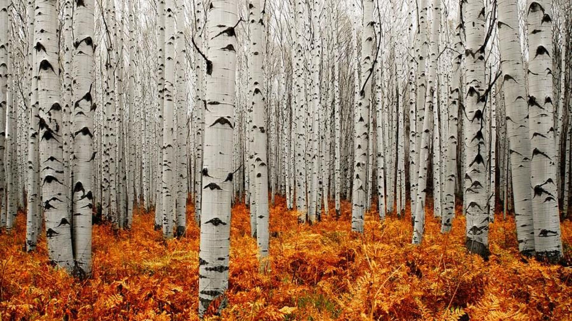 Aspen Trees Wallpapers Top Free Aspen Trees Backgrounds WallpaperAccess