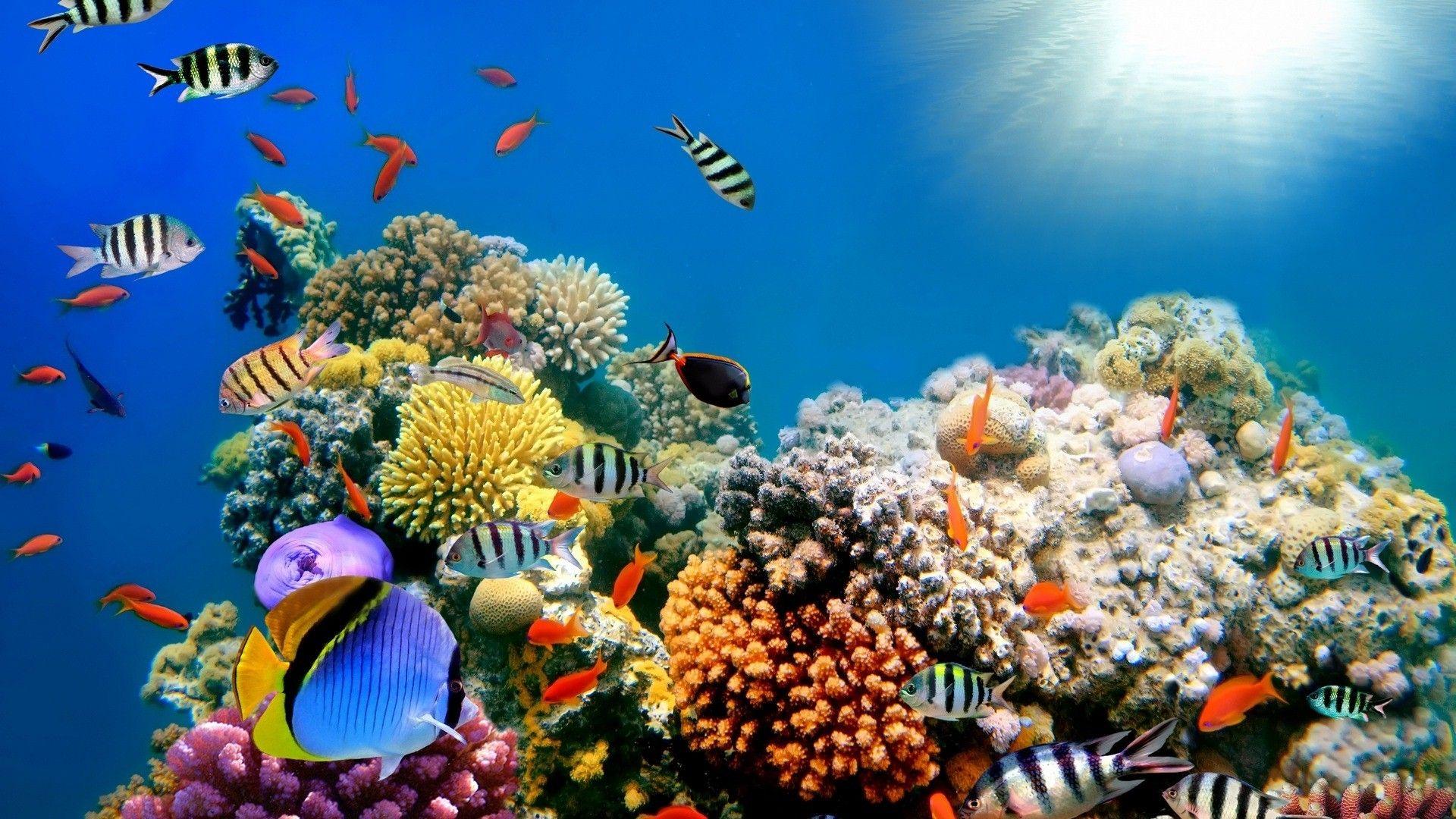Under the Sea Desktop Wallpapers Top Free Under the Sea Desktop
