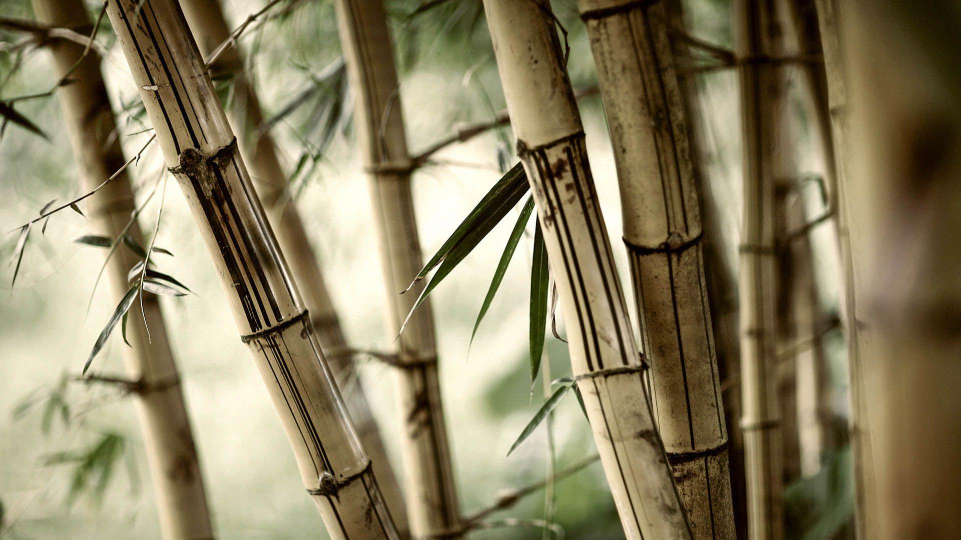 Bamboo HD Wallpapers Top Free Bamboo HD Backgrounds WallpaperAccess
