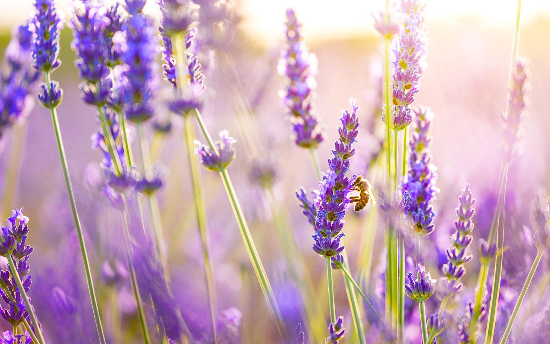 Lavender Desktop Wallpapers - Top Free Lavender Desktop Backgrounds -  Wallpaperaccess