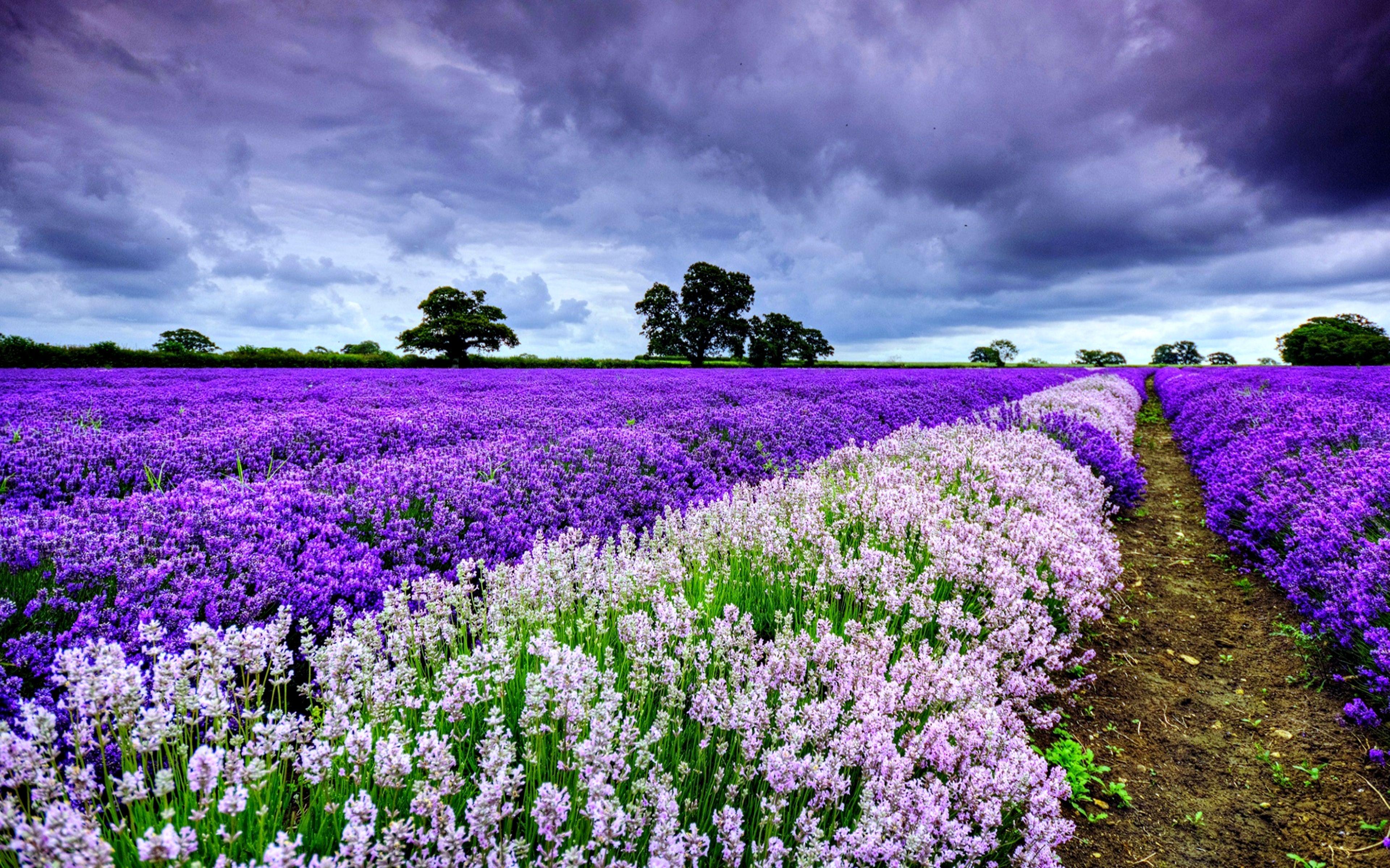 Lavender Desktop Wallpapers Top Free Lavender Desktop Backgrounds