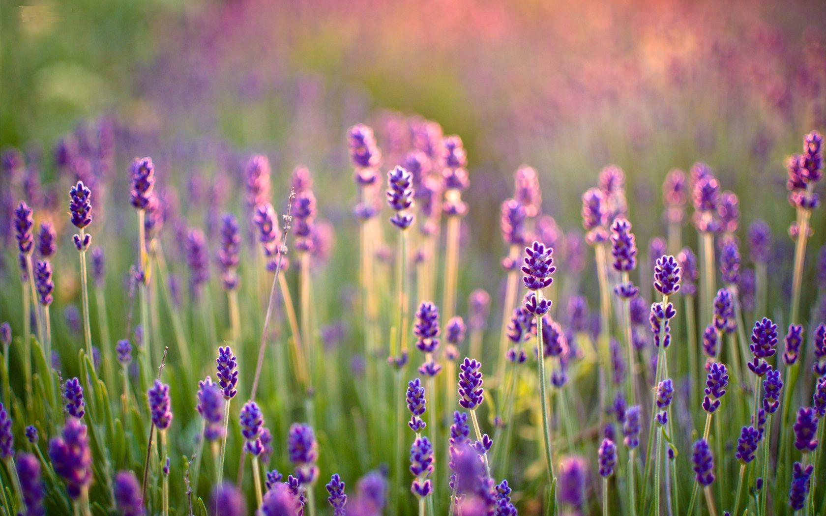 Lavender Desktop Wallpapers Top Free Lavender Desktop Backgrounds