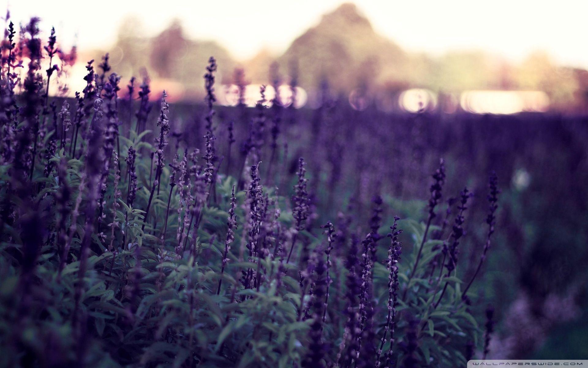 Lavender Desktop Wallpapers Top Free Lavender Desktop Backgrounds