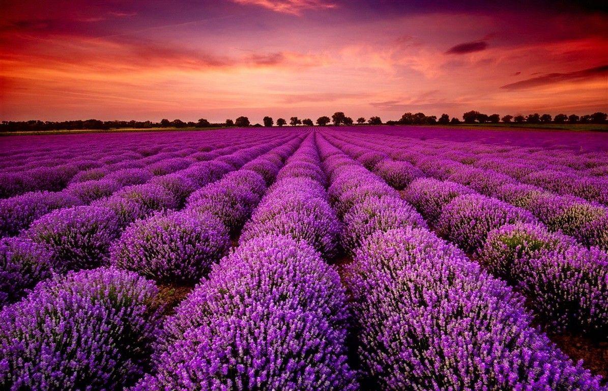 Lavender Desktop Wallpapers Top Free Lavender Desktop Backgrounds WallpaperAccess