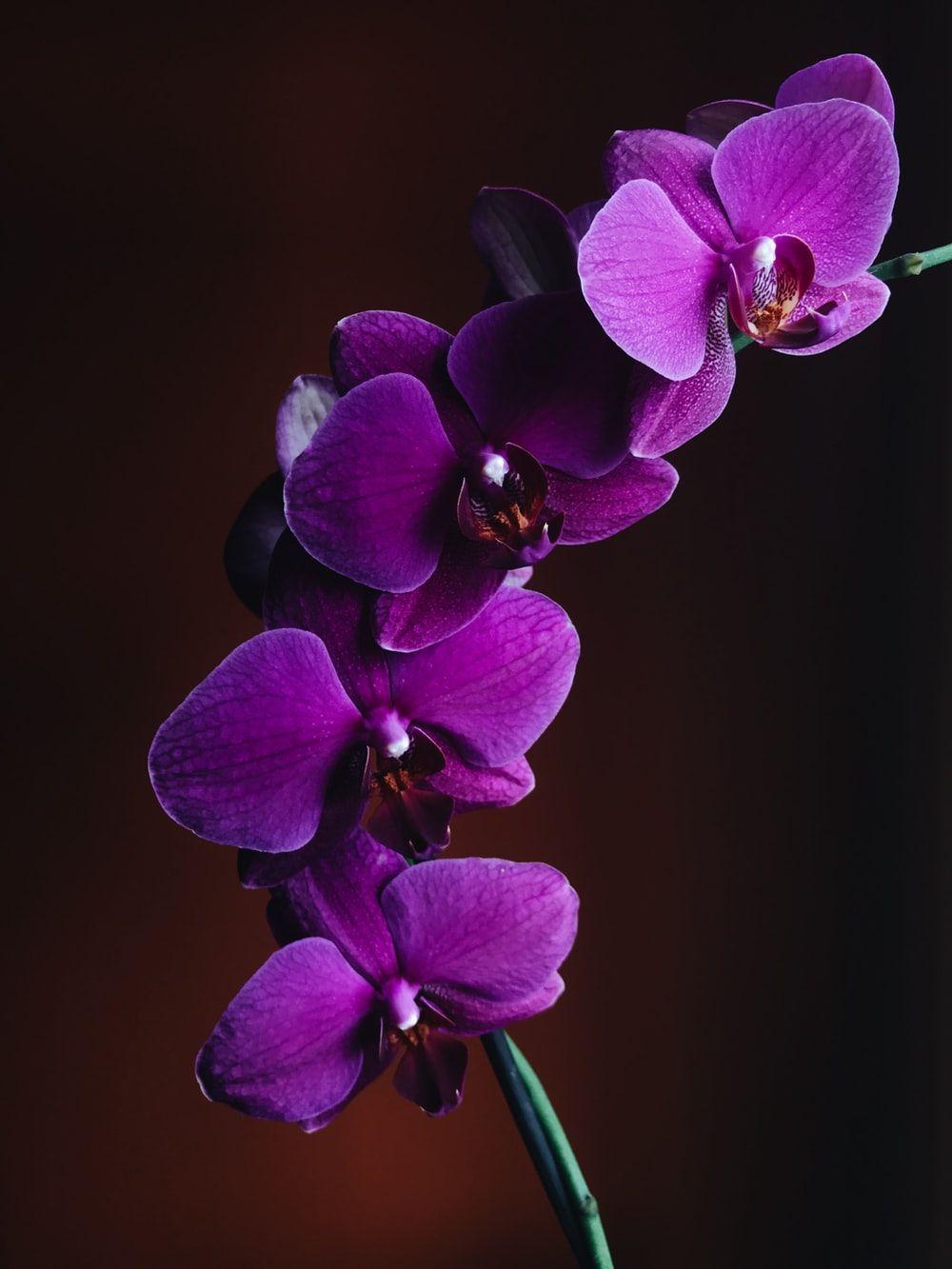 HD Orchid Wallpapers Top Free HD Orchid Backgrounds WallpaperAccess