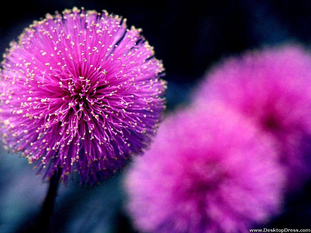 Purple Flower Desktop Wallpapers Top Free Purple Flower Desktop