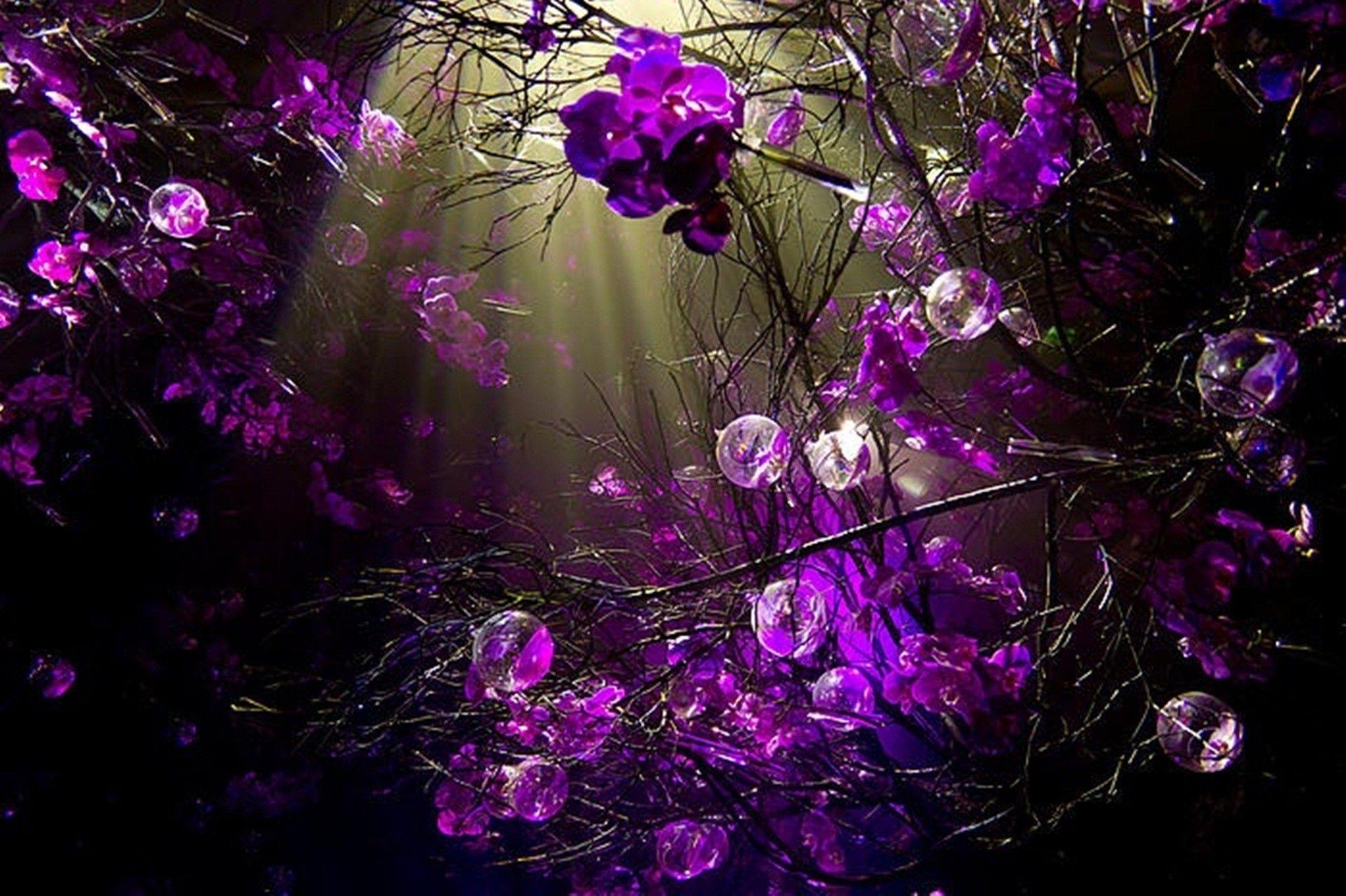 Purple Flower Desktop Wallpapers Top Free Purple Flower Desktop